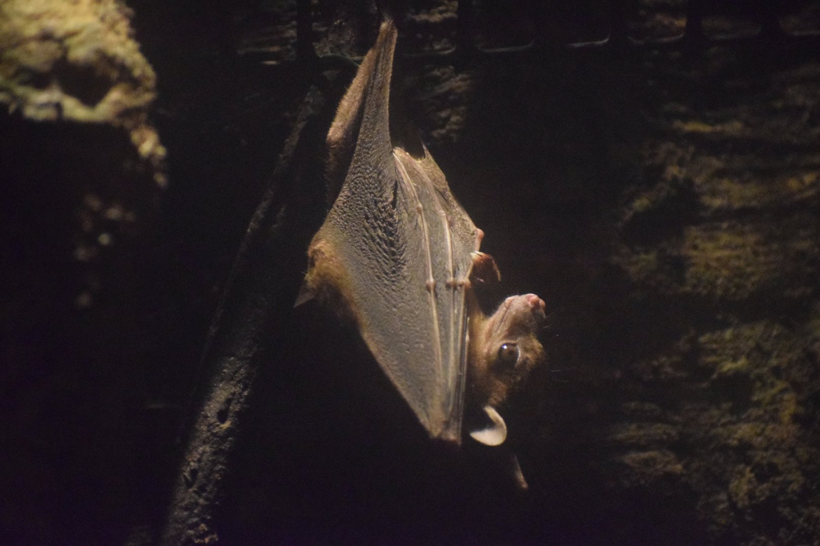 Leschenaut's rousette