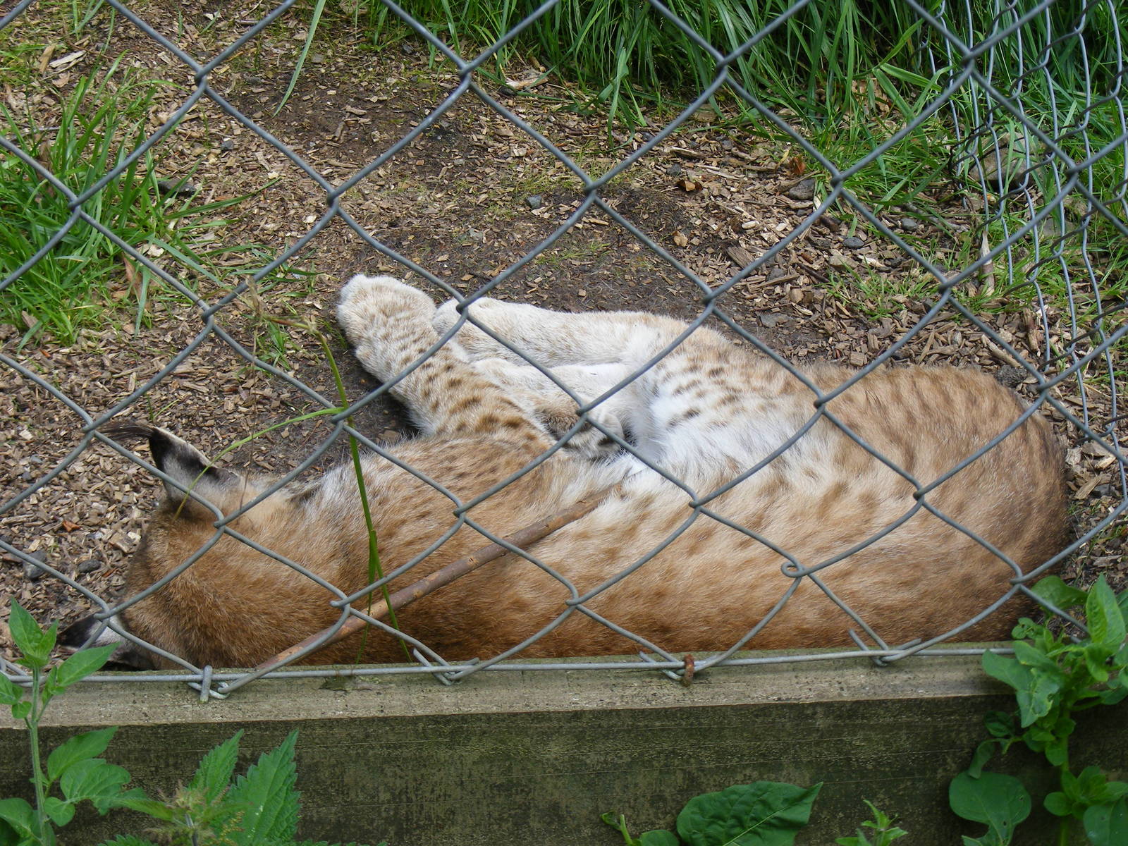 Leslie or Kiruna the Siberian lynx at Dartmoor Zoo, 31 July 2009