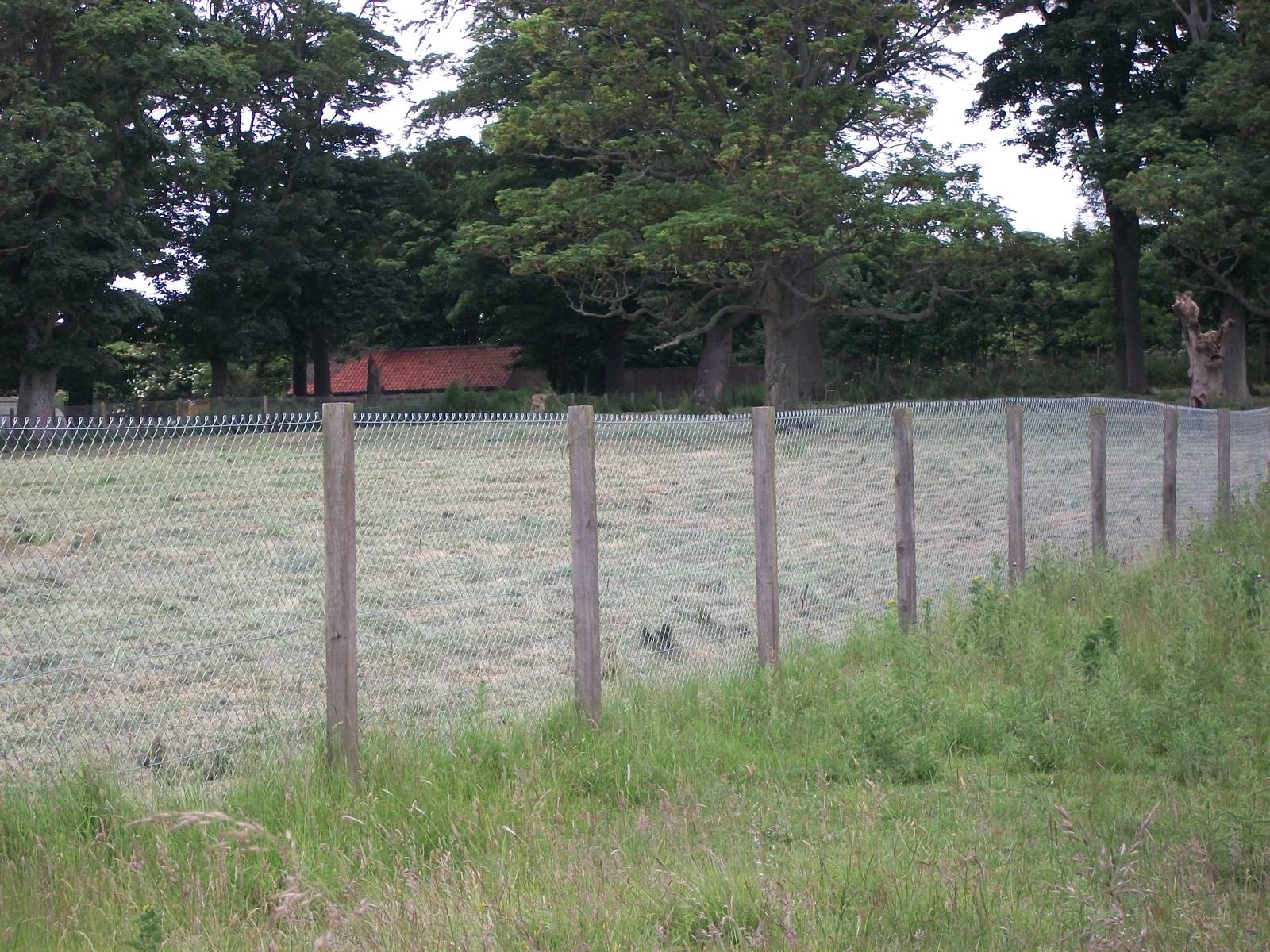Less grazing on the other side, 27th June 2014