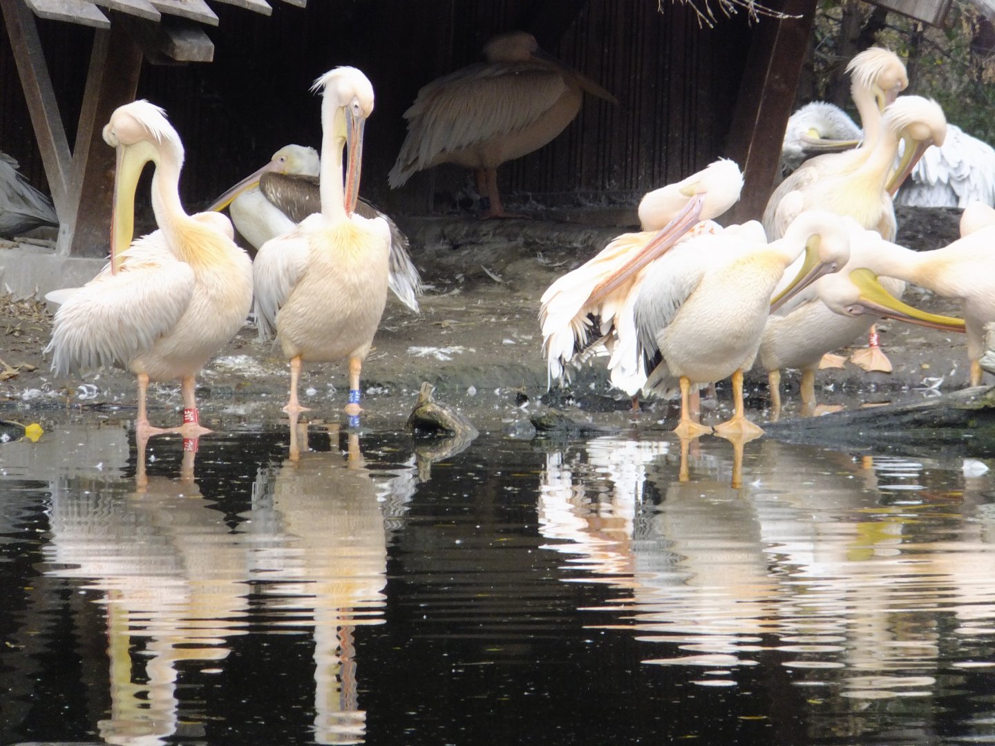 Less pelicans (25x zoom)