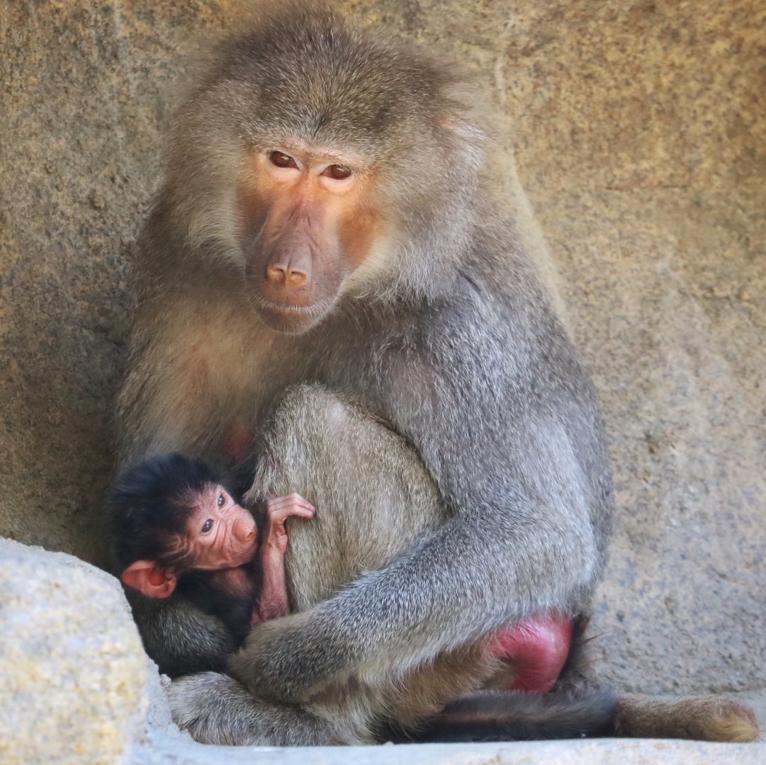 Less than one day old baby Hamadryas Baboon with mom Tankara