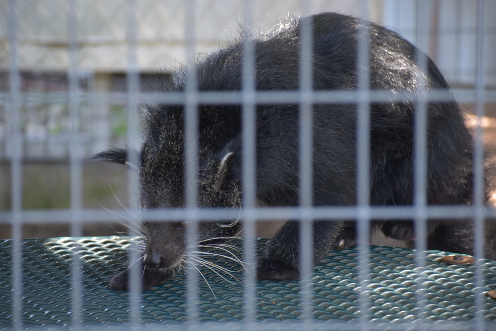 Less Than Stellar Shot Of A Binturong