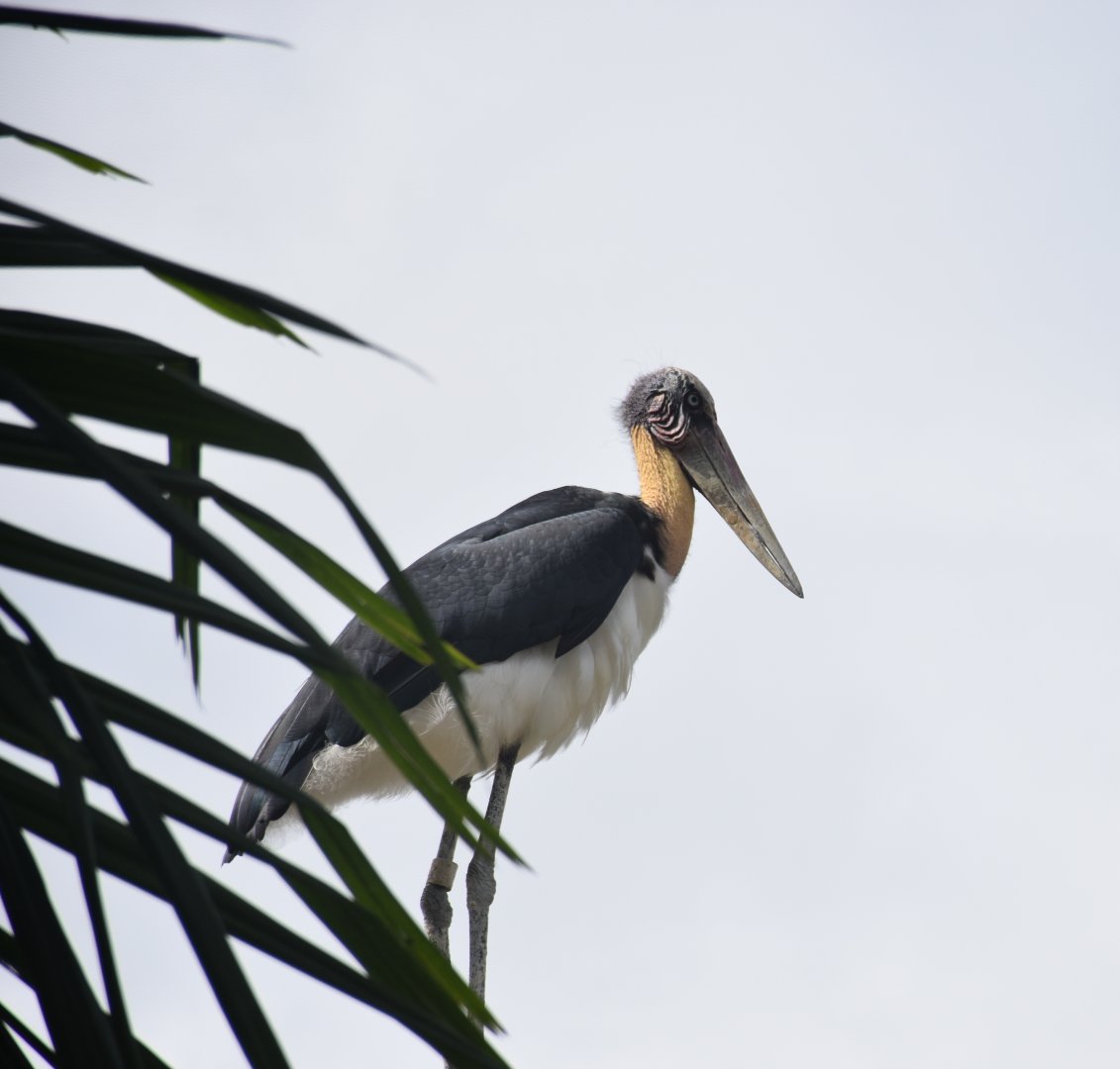 Lesser Adjuntant (Leptoptilos javanicus)