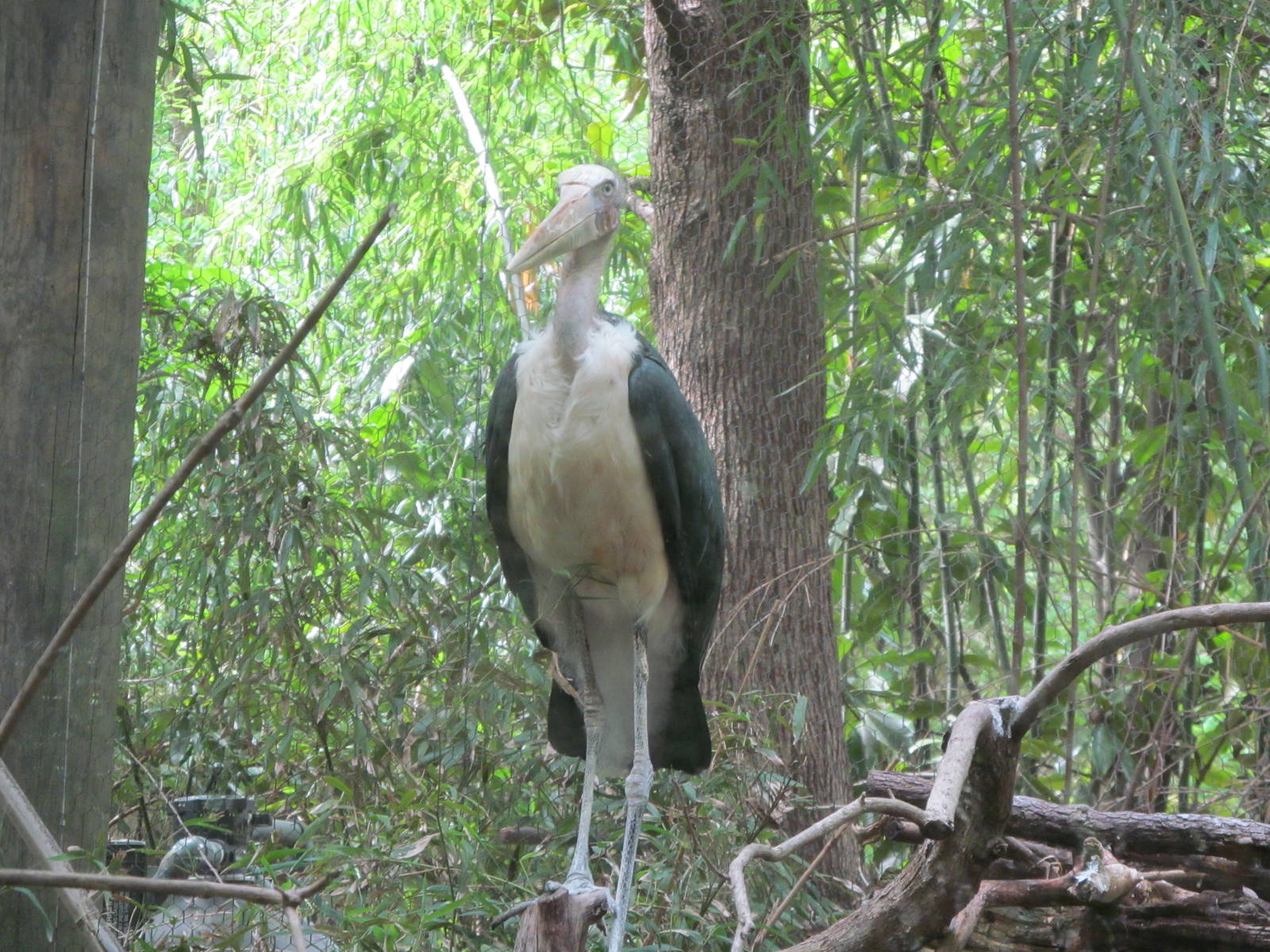 Lesser Adjuntant Stork