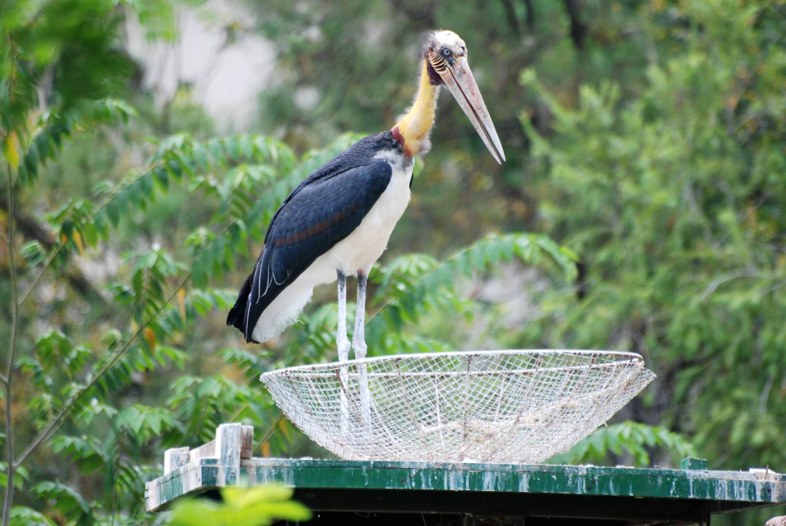 Lesser Adjutant at Saigon Zoo, 16/03/12