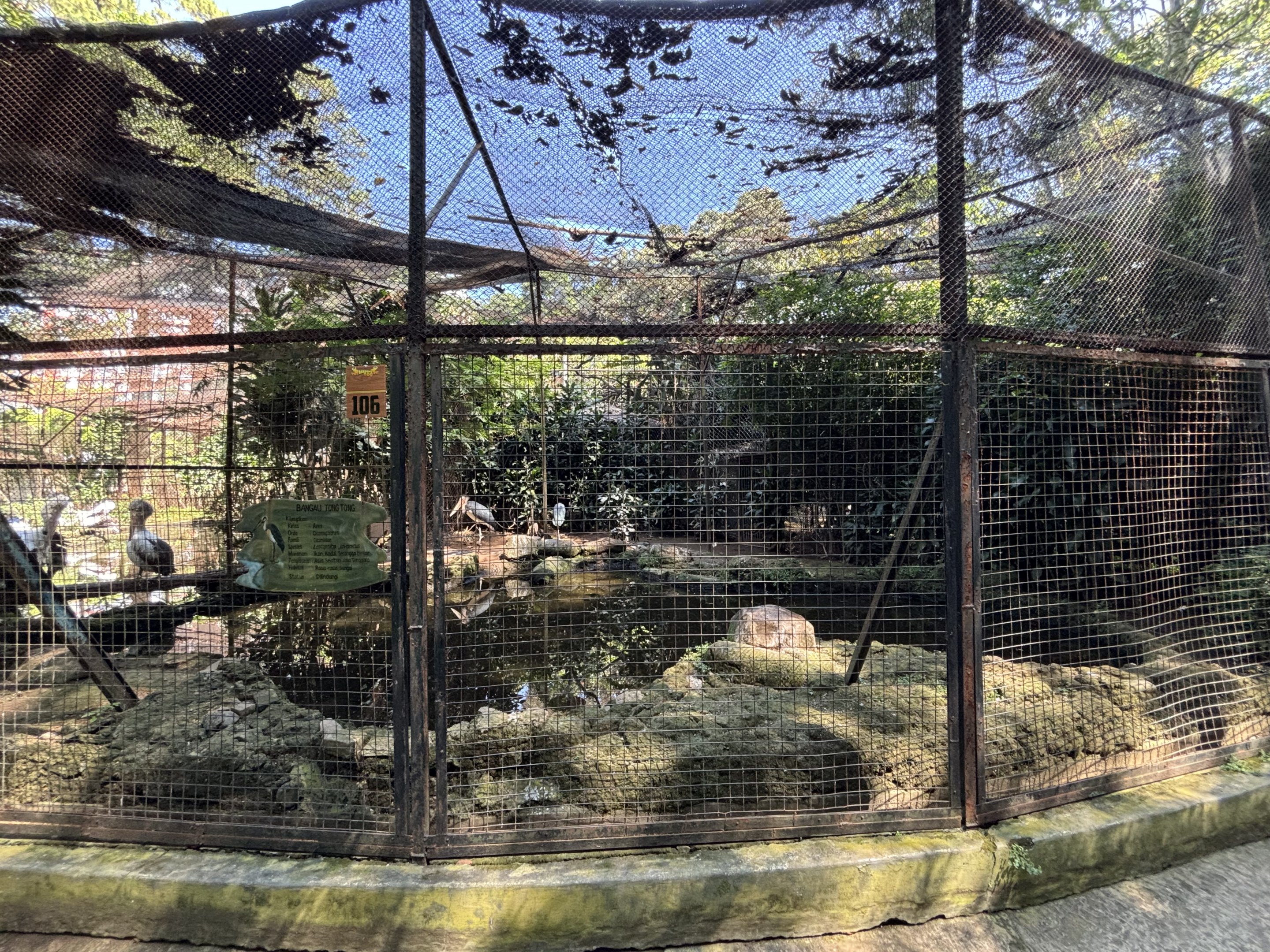 Lesser Adjutant Aviary #1