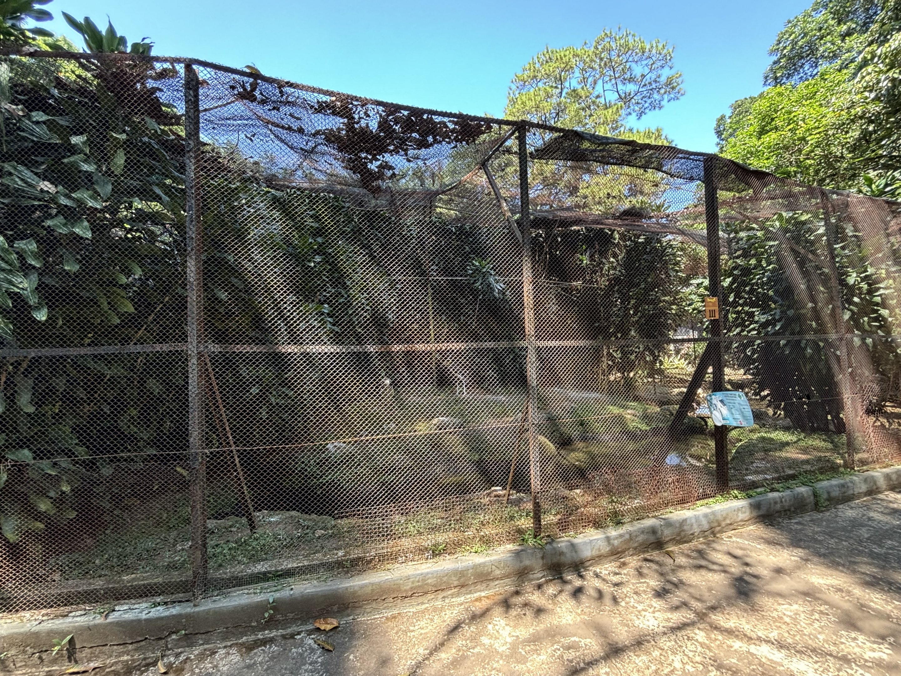 Lesser Adjutant Aviary #2