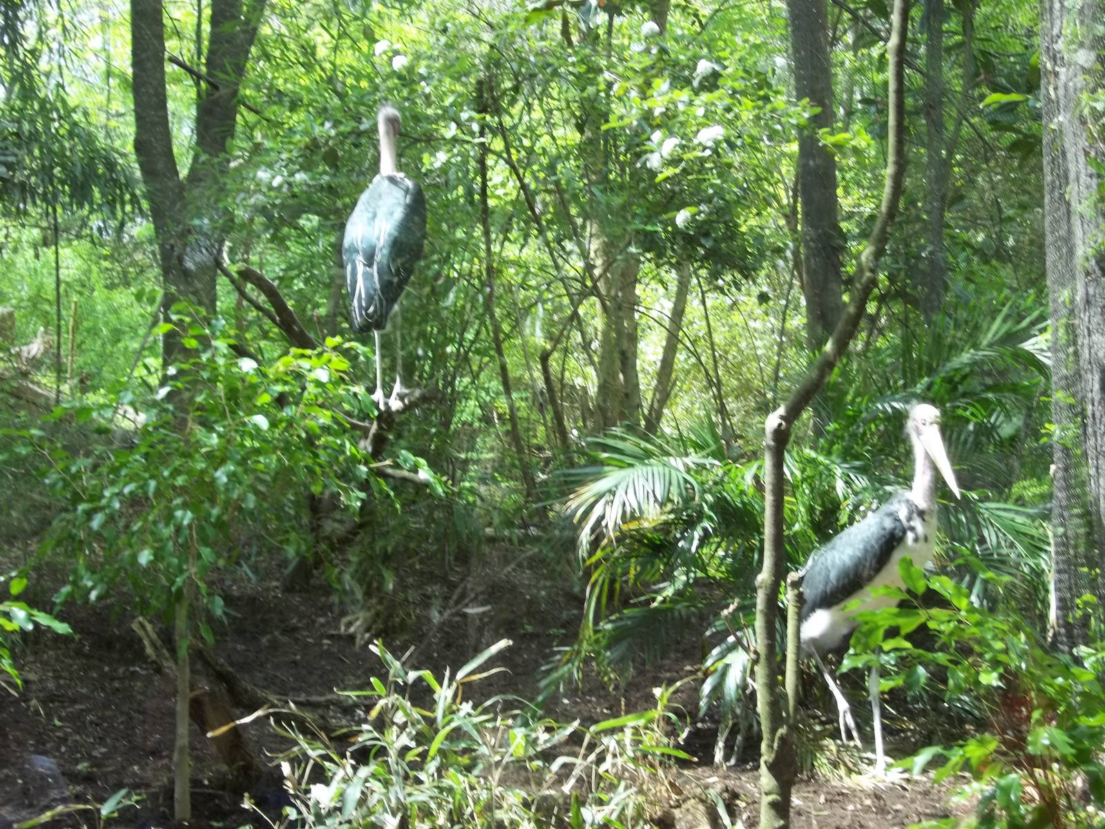 Lesser Adjutant Aviary