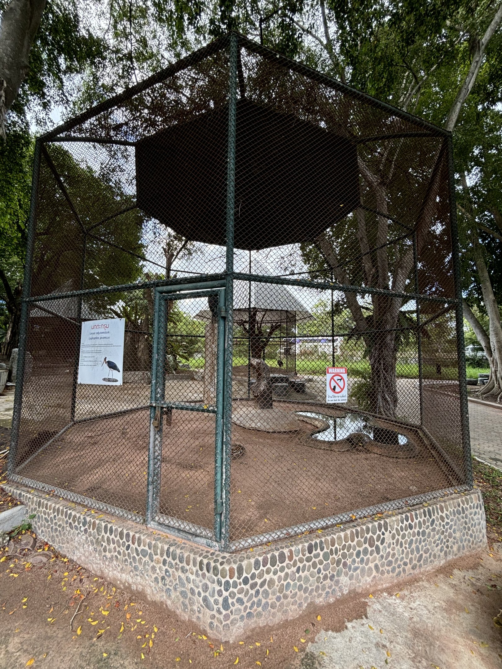 Lesser Adjutant Aviary