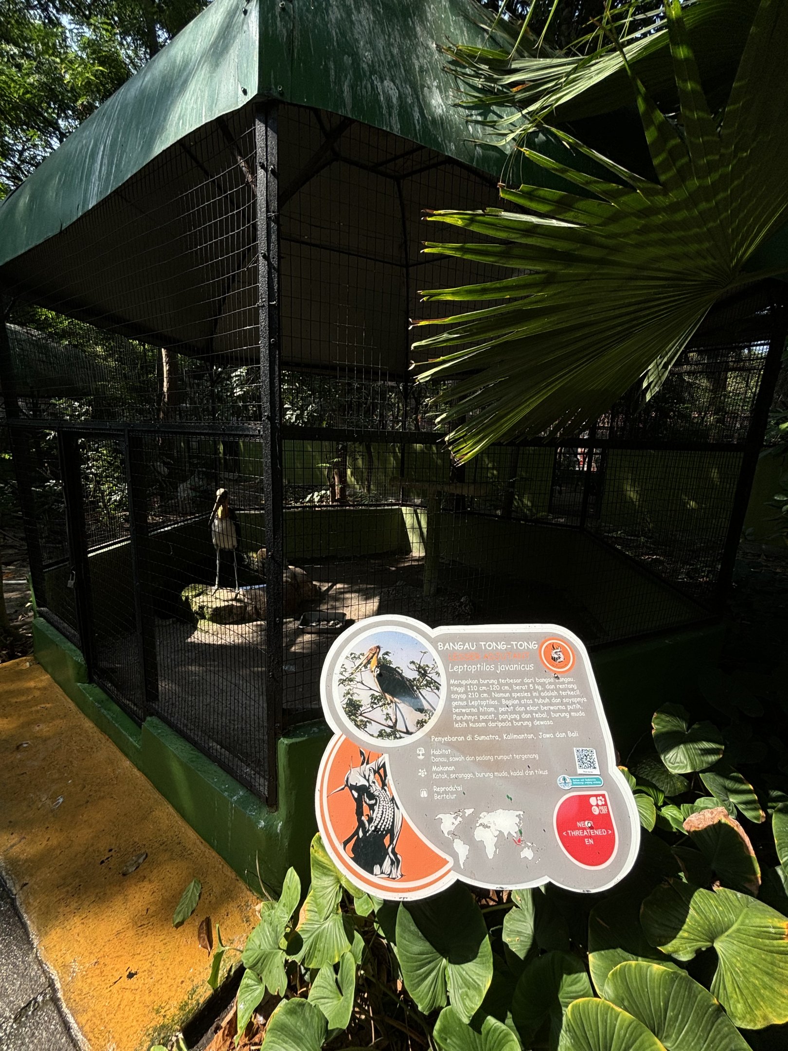 Lesser Adjutant Aviary