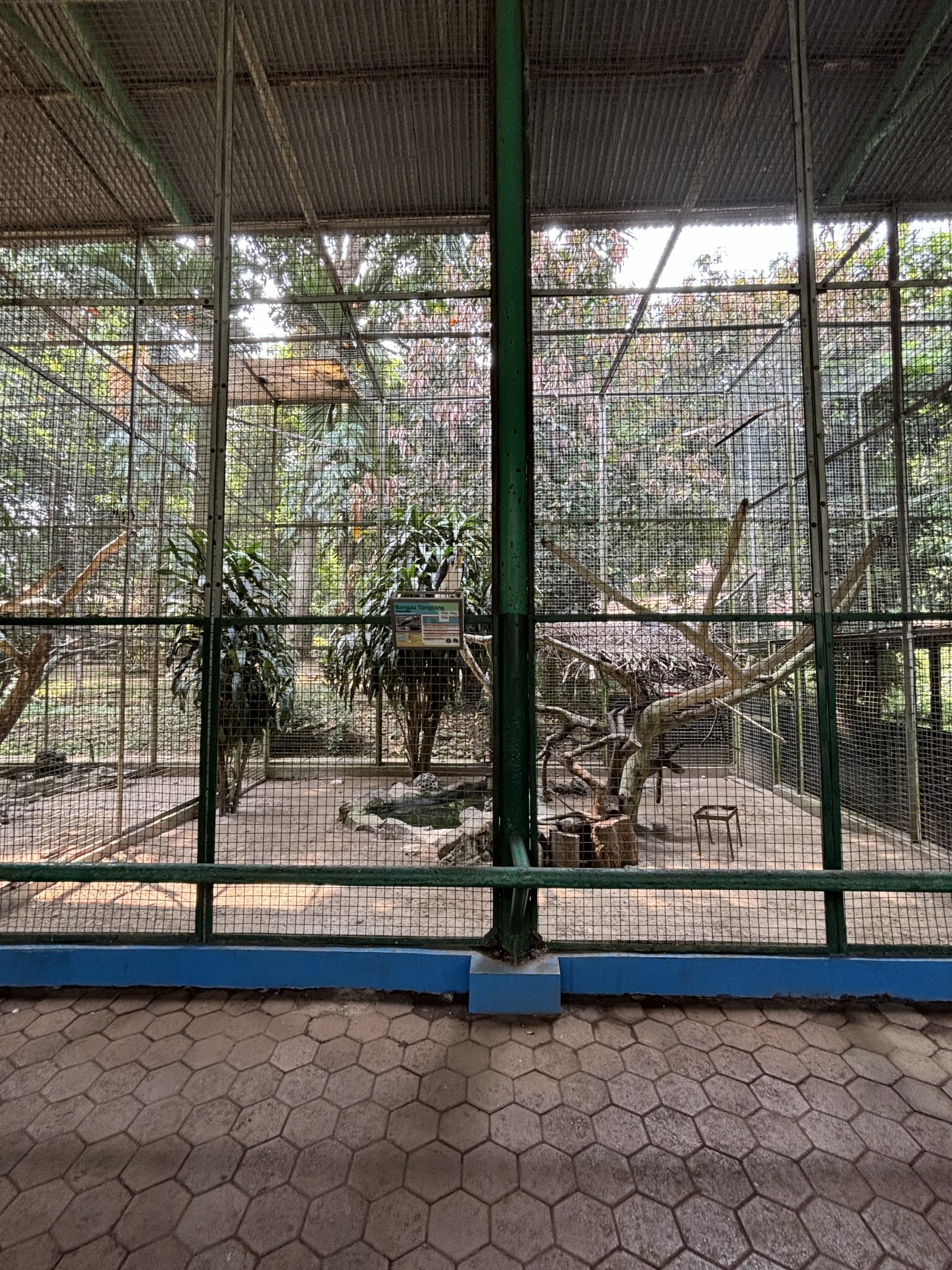 Lesser Adjutant Aviary