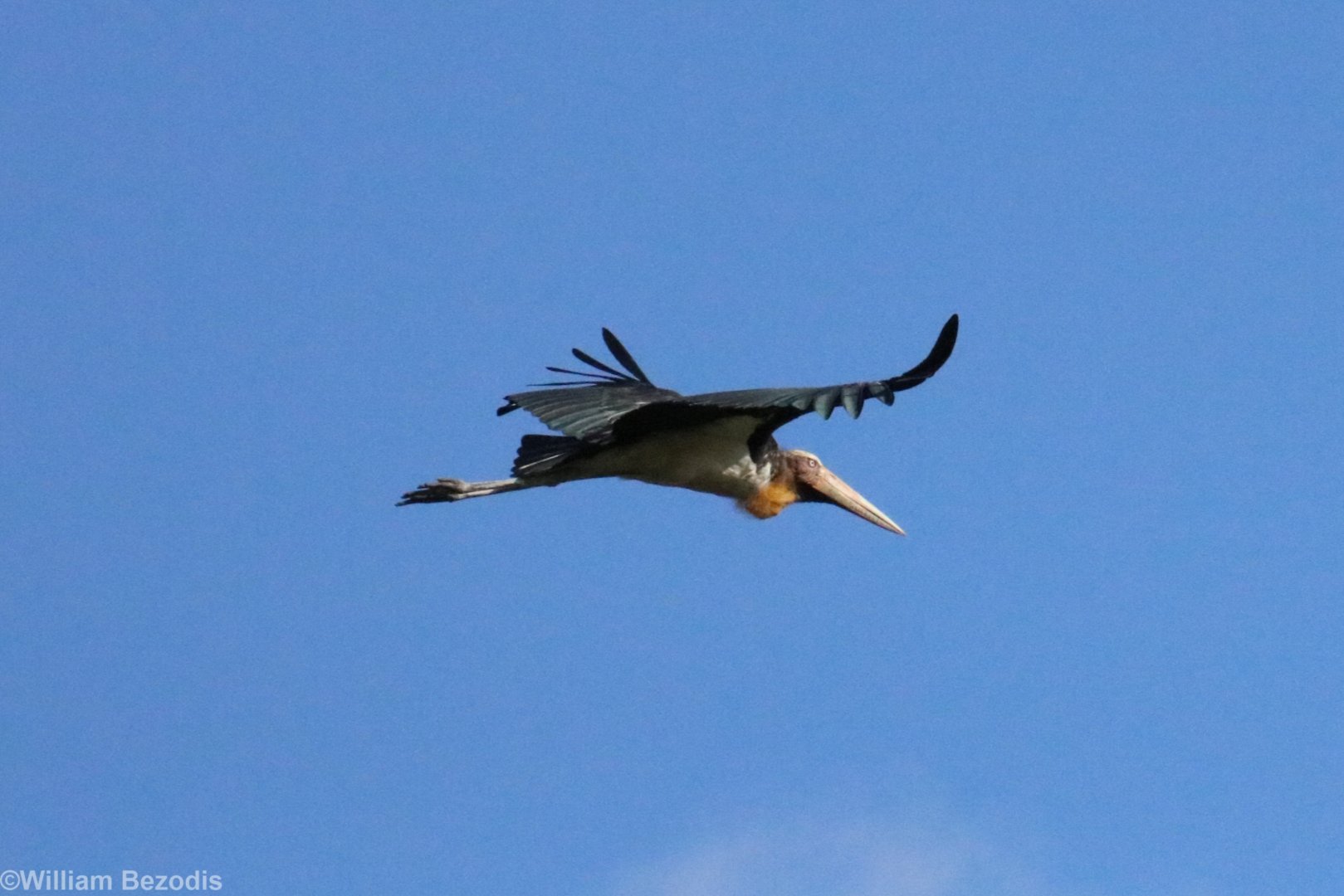 Lesser Adjutant - Bang Pra Non-hunting Area