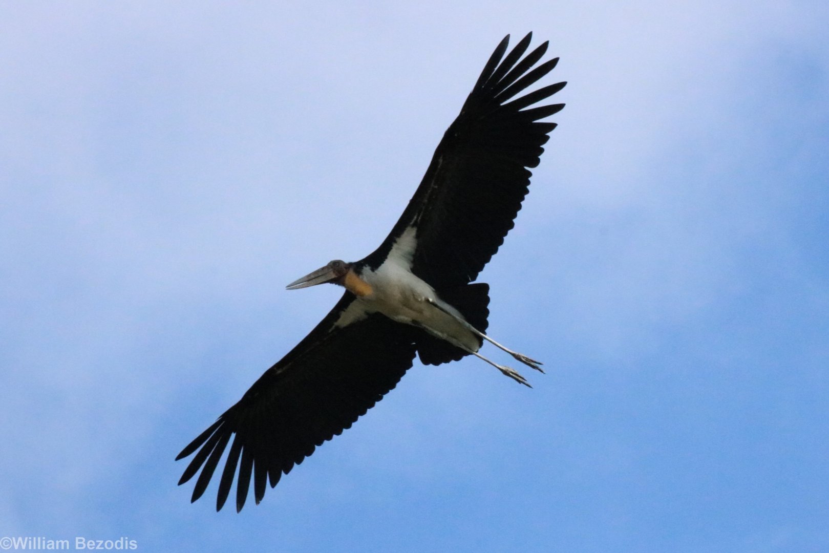 Lesser Adjutant - Bang Pra Non-hunting Area