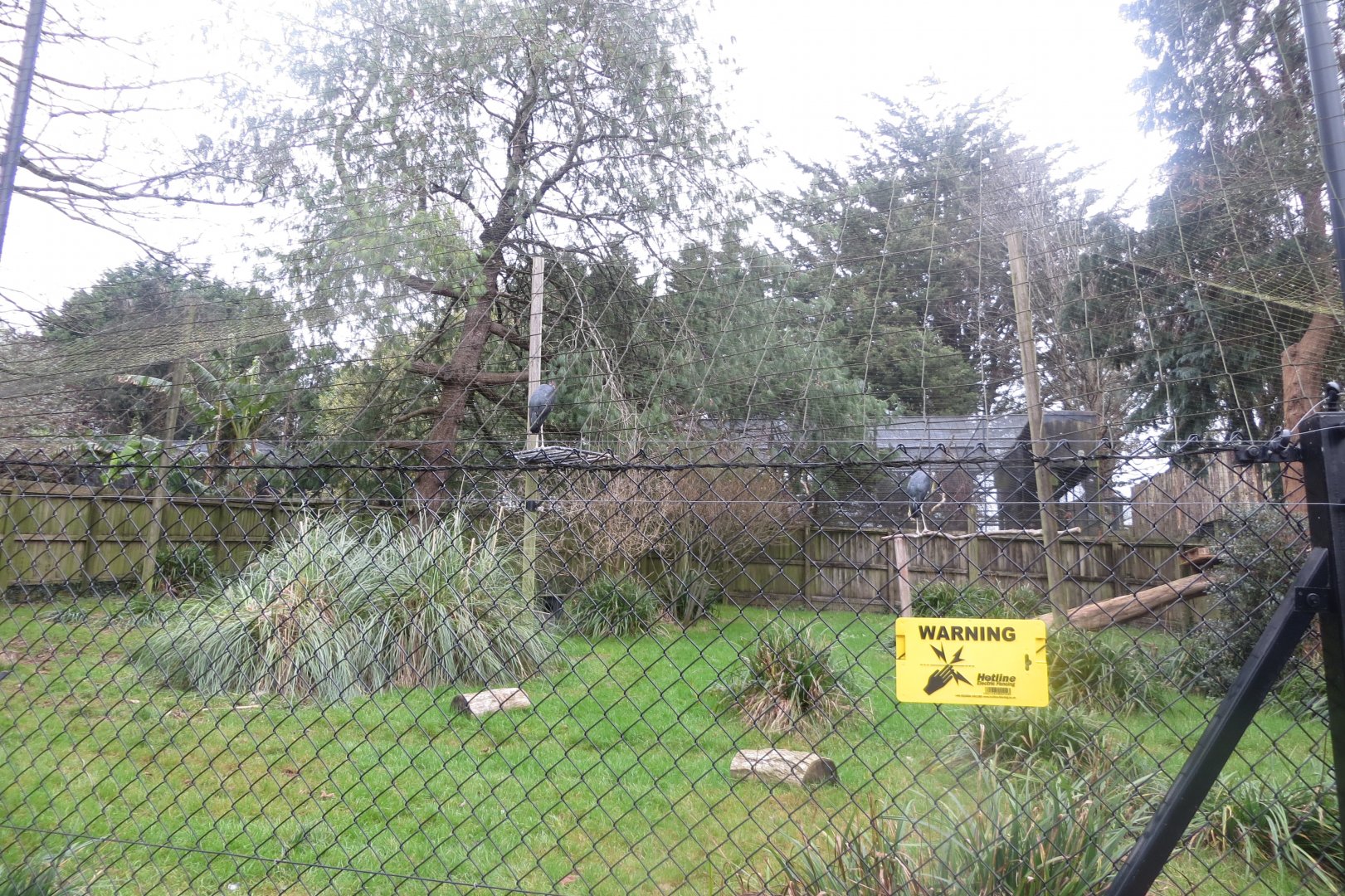 Lesser adjutant exhibit 050119