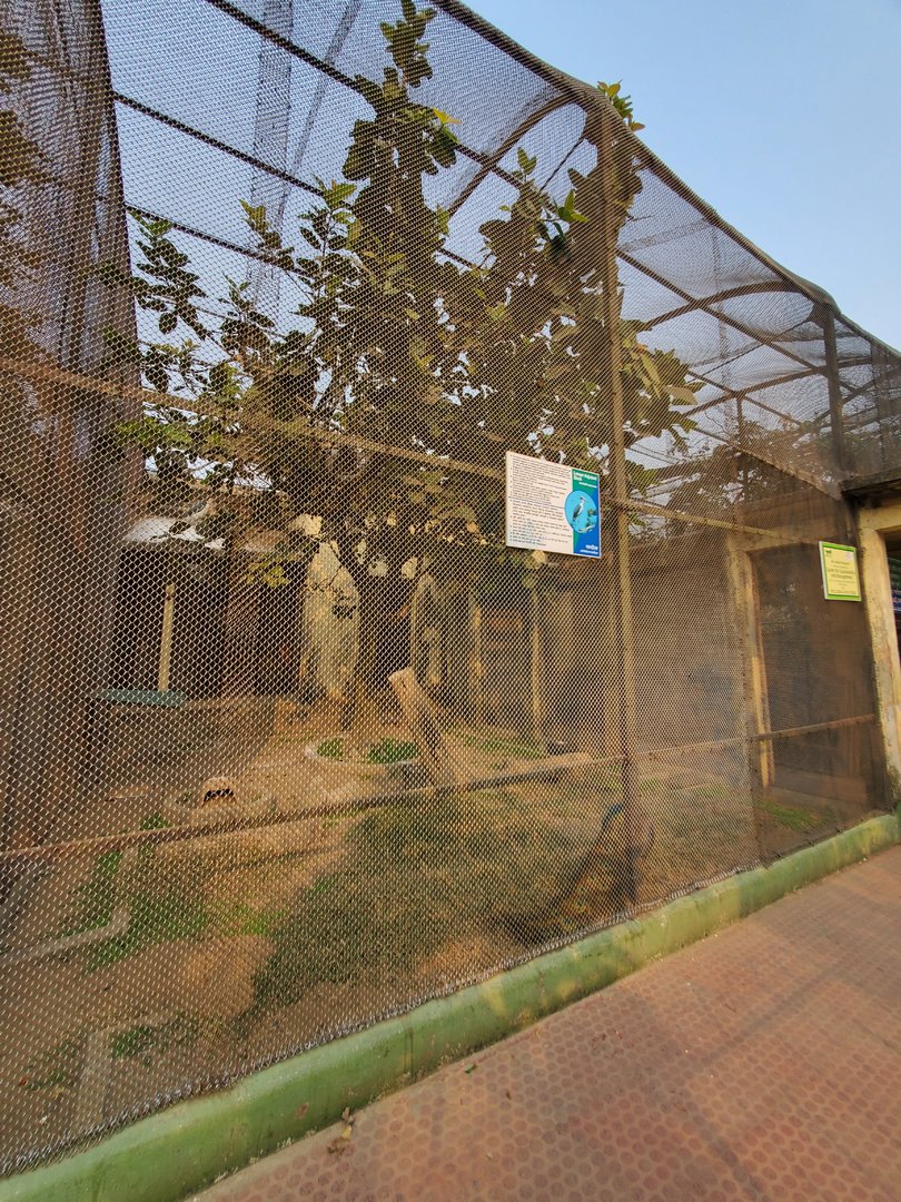 Lesser Adjutant Exhibit - January 2023