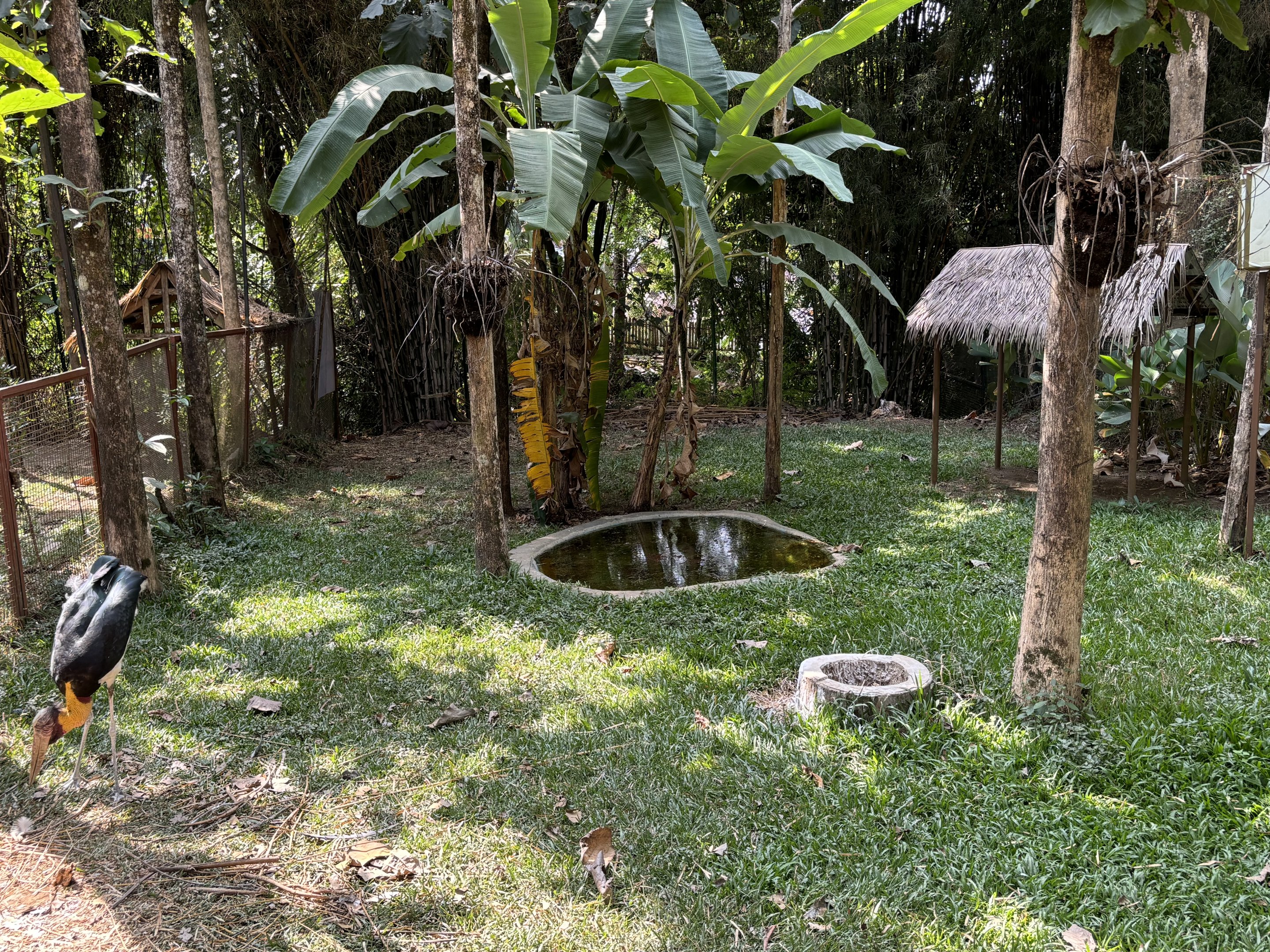 Lesser Adjutant Exhibit