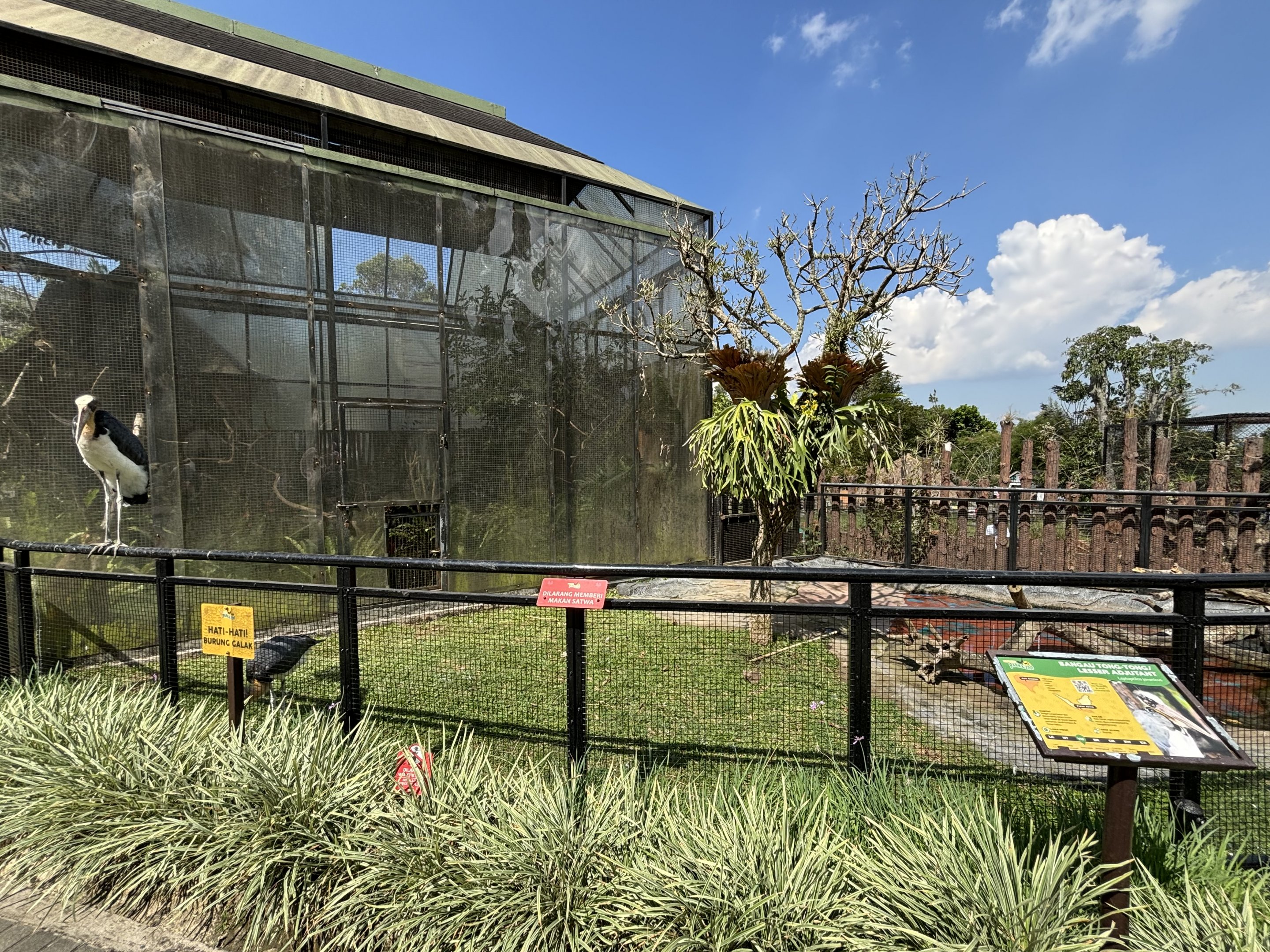 Lesser Adjutant Exhibit