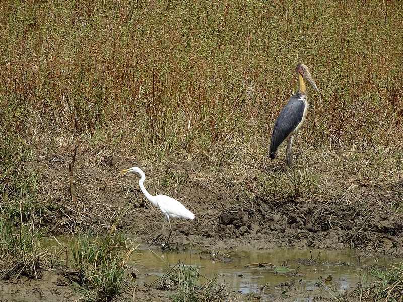 Lesser adjutant (&  Great white egret)