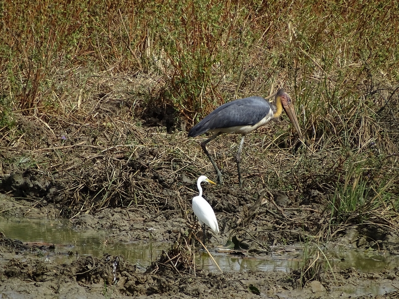 Lesser adjutant (& Intermediate egret)