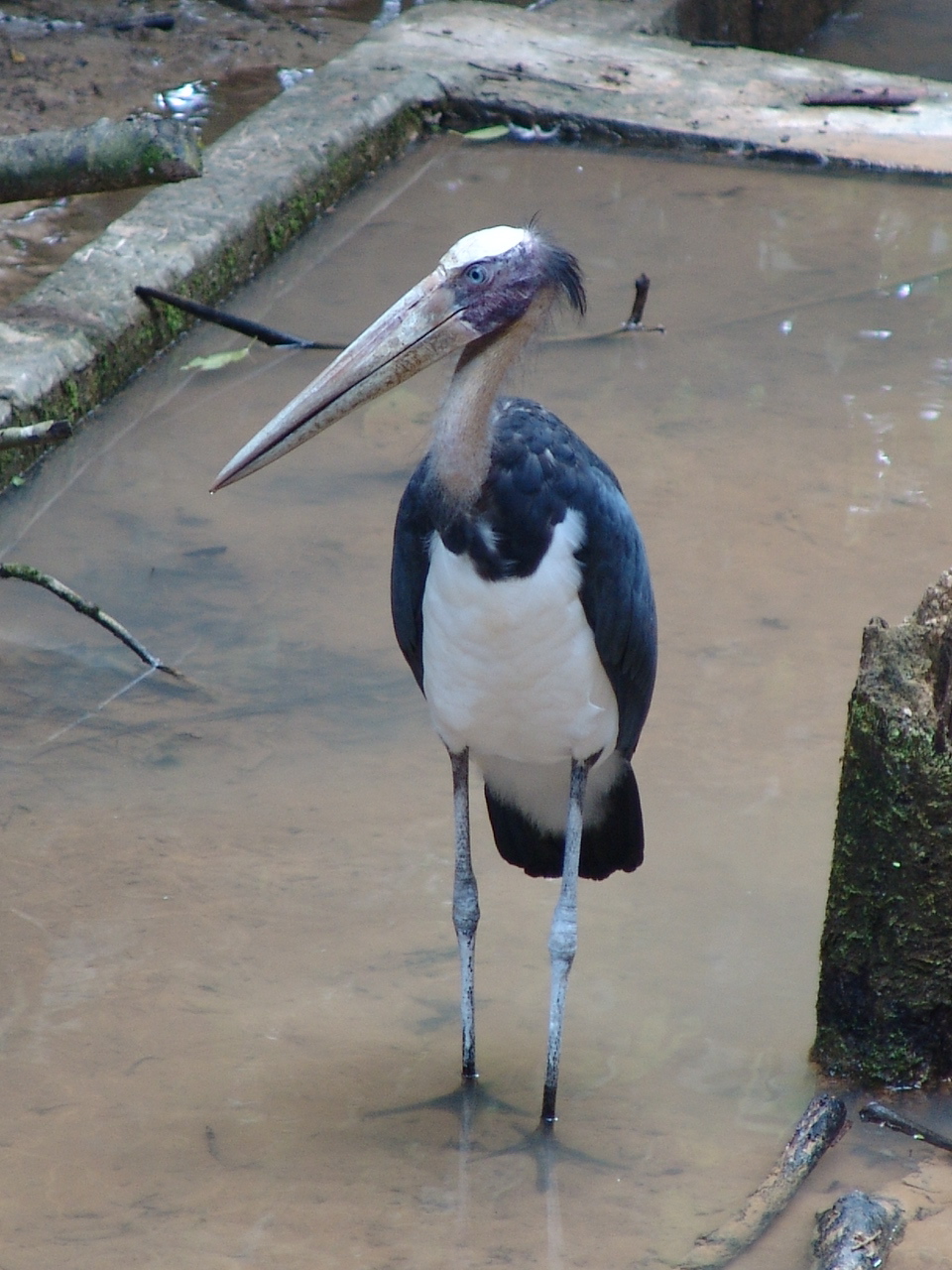 Lesser Adjutant (Leptoptilos javanicus)