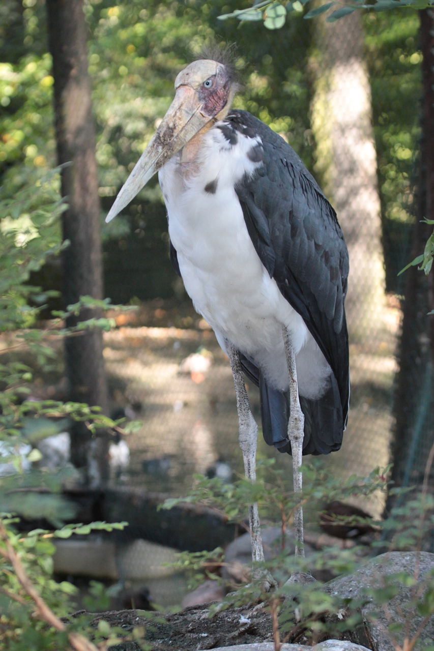 Lesser Adjutant (Leptoptilos javanicus)