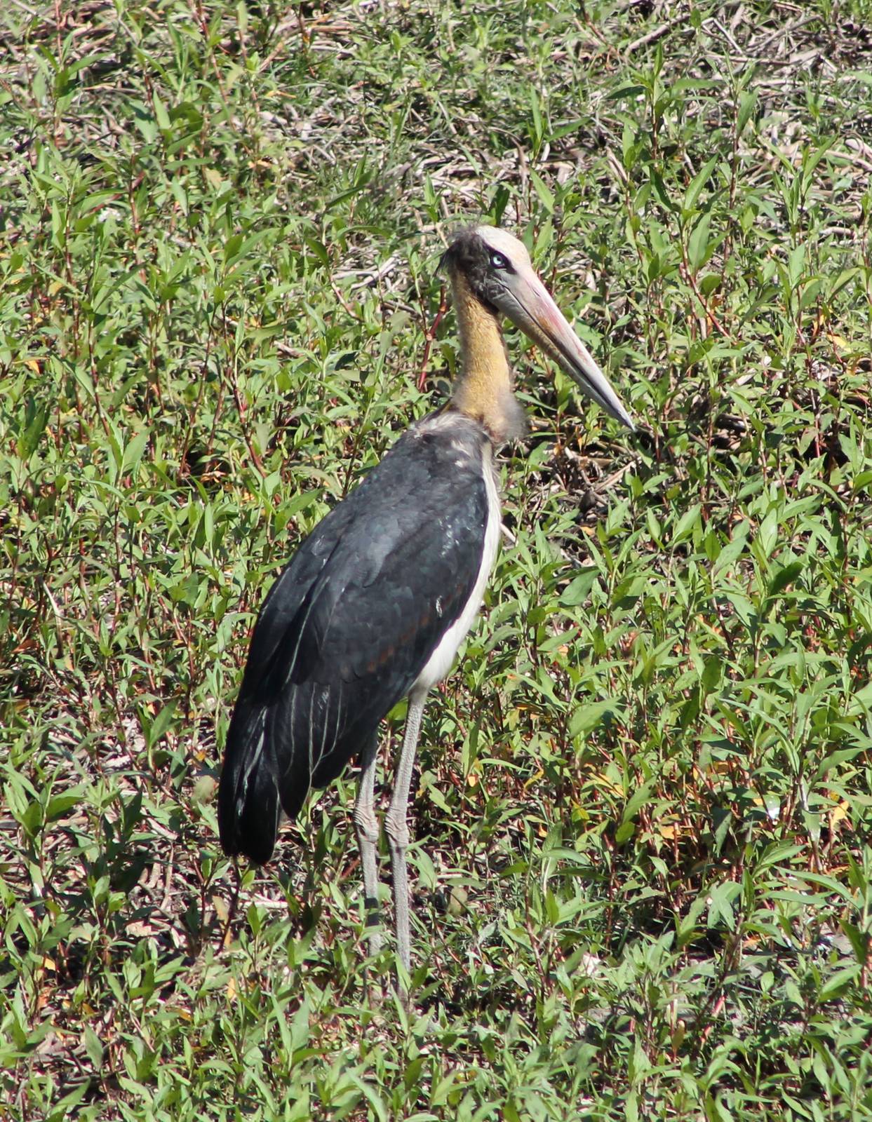Lesser Adjutant (Leptoptilos javanicus)