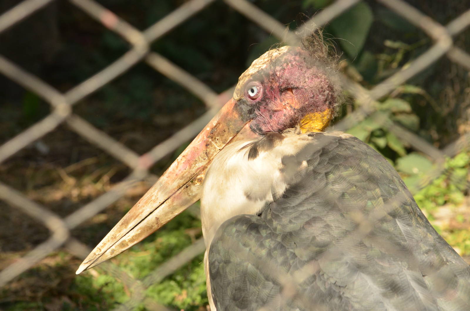 Lesser adjutant (Leptoptilos javanicus)