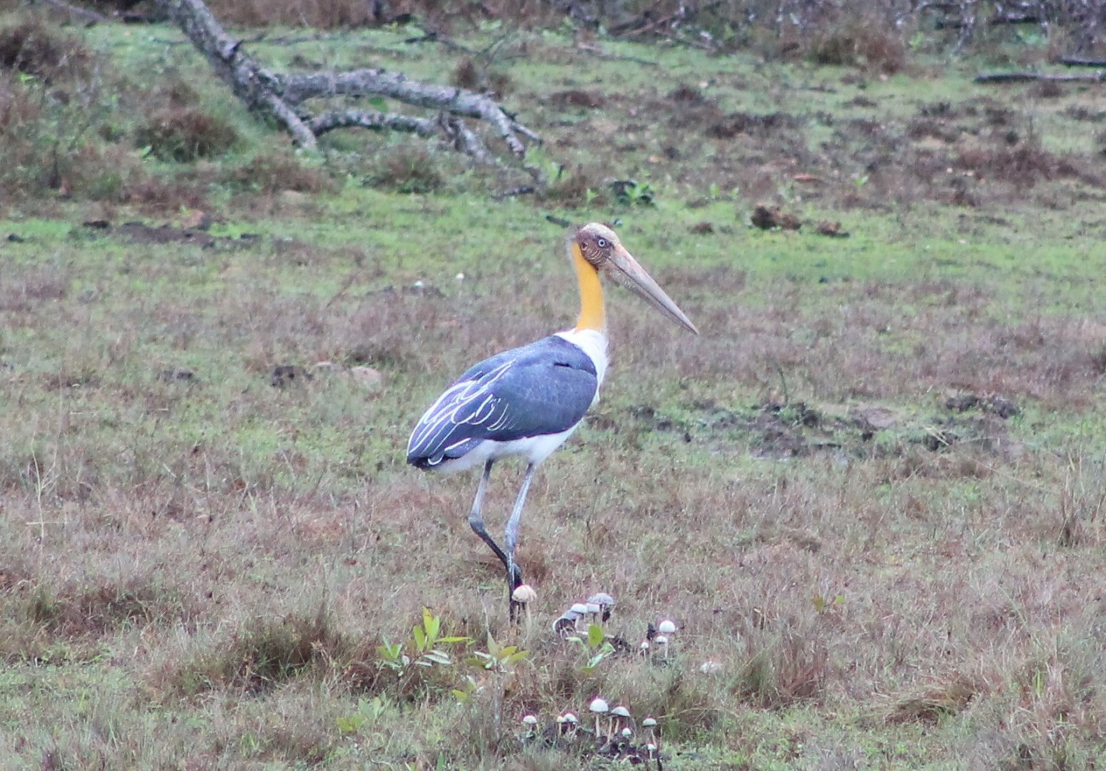 Lesser Adjutant (Leptoptilos javanicus)