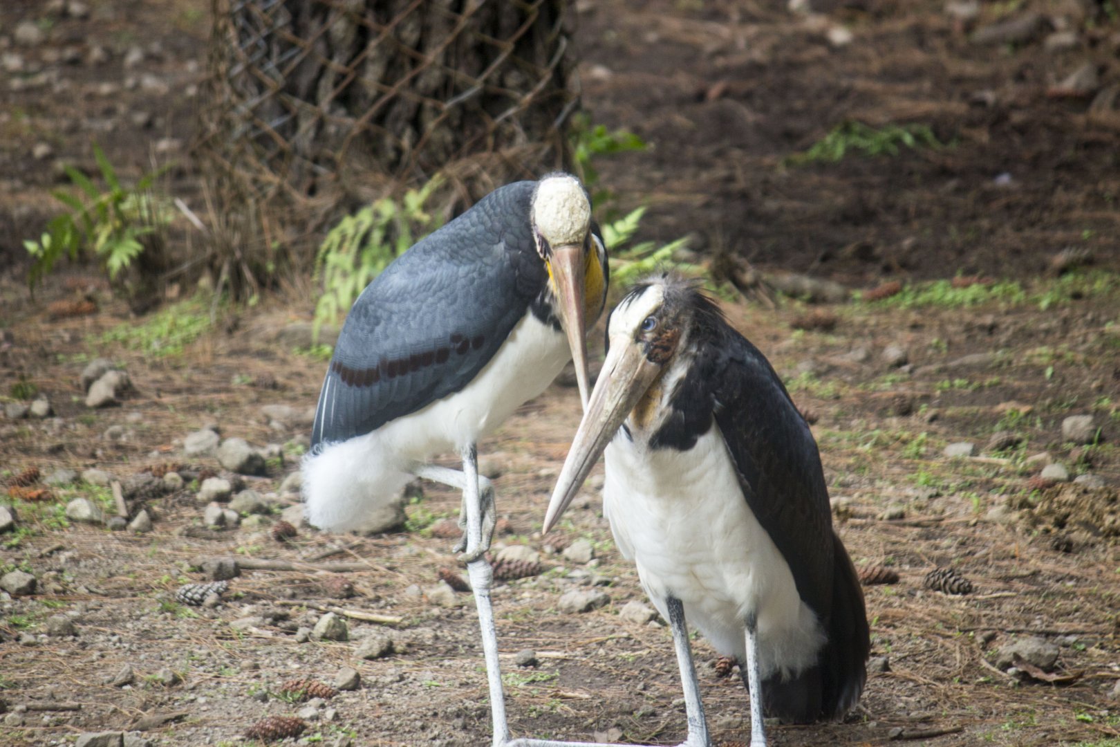 Lesser adjutant, Leptoptilos javanicus