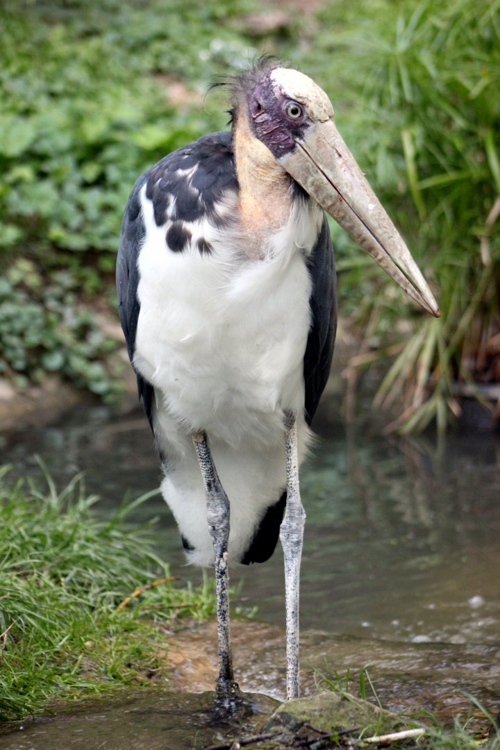 Lesser adjutant (Leptoptilos javanicus)
