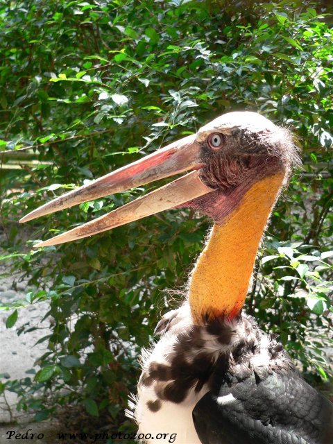 Lesser adjutant (Leptoptilos javanicus)