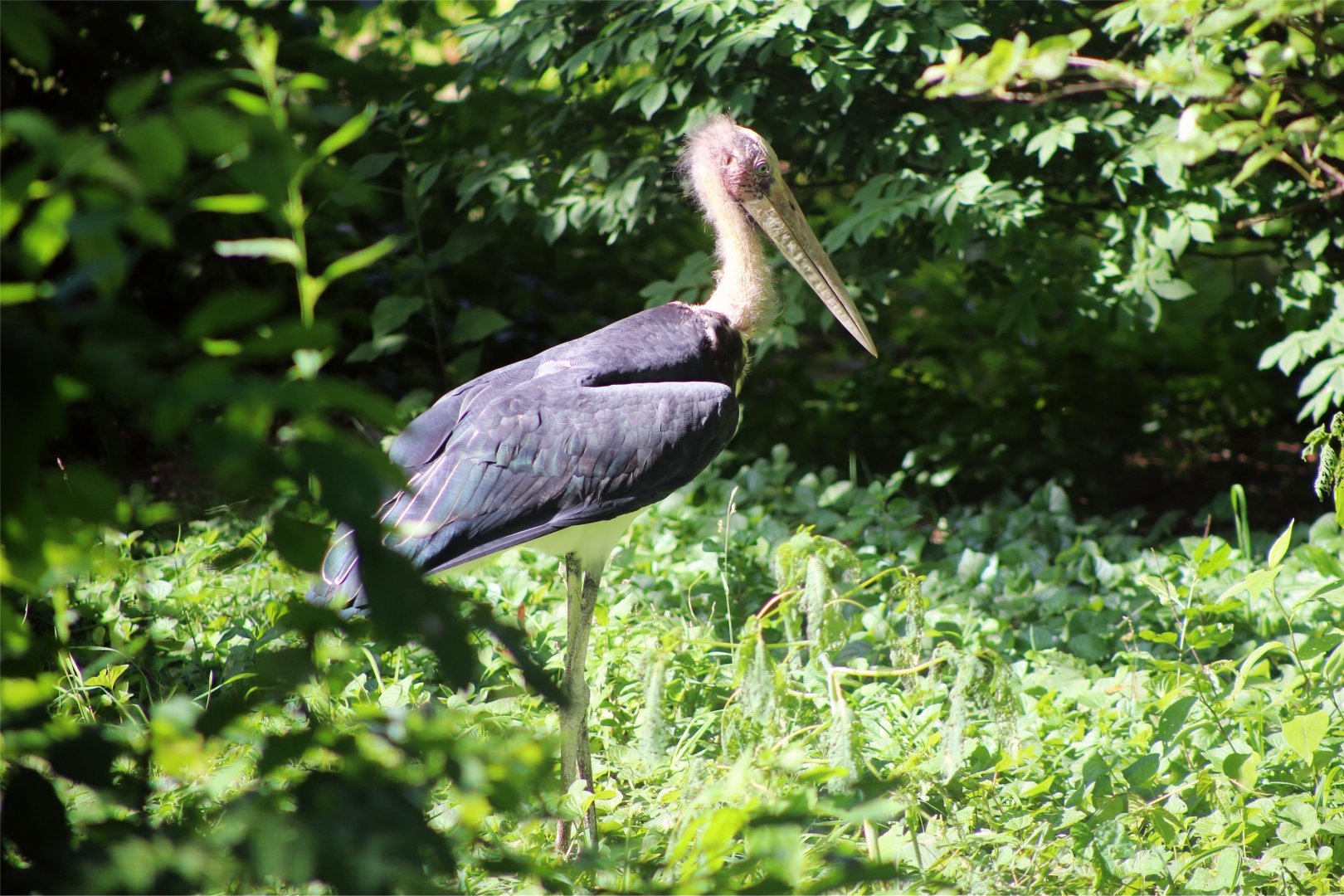 Lesser adjutant (Leptoptilos javanicus)
