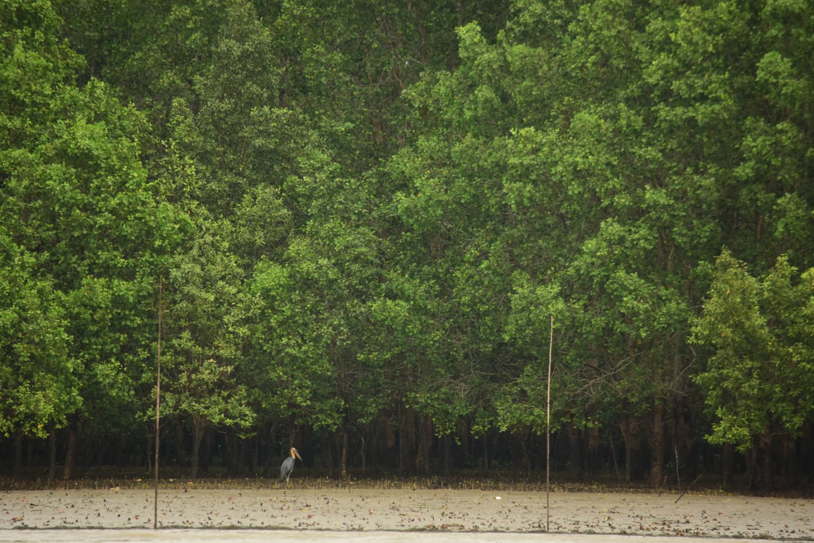 Lesser adjutant (Leptoptilos javanicus)