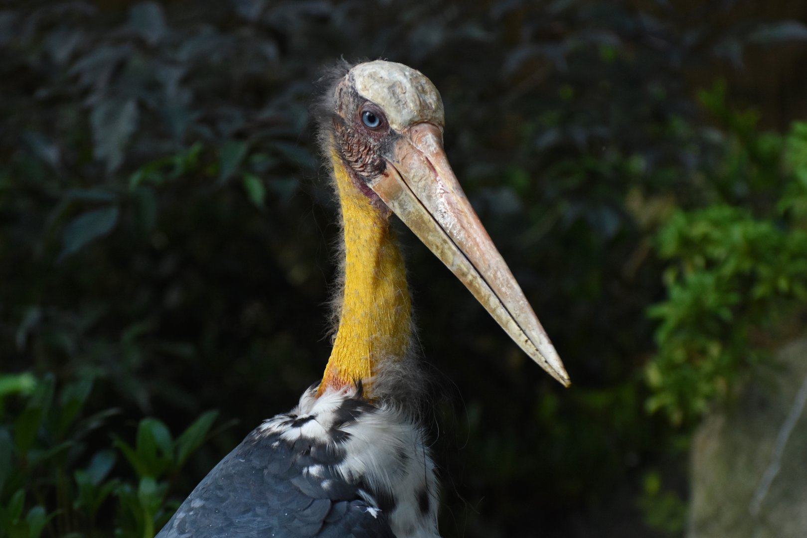 Lesser Adjutant Leptoptilos javanicus