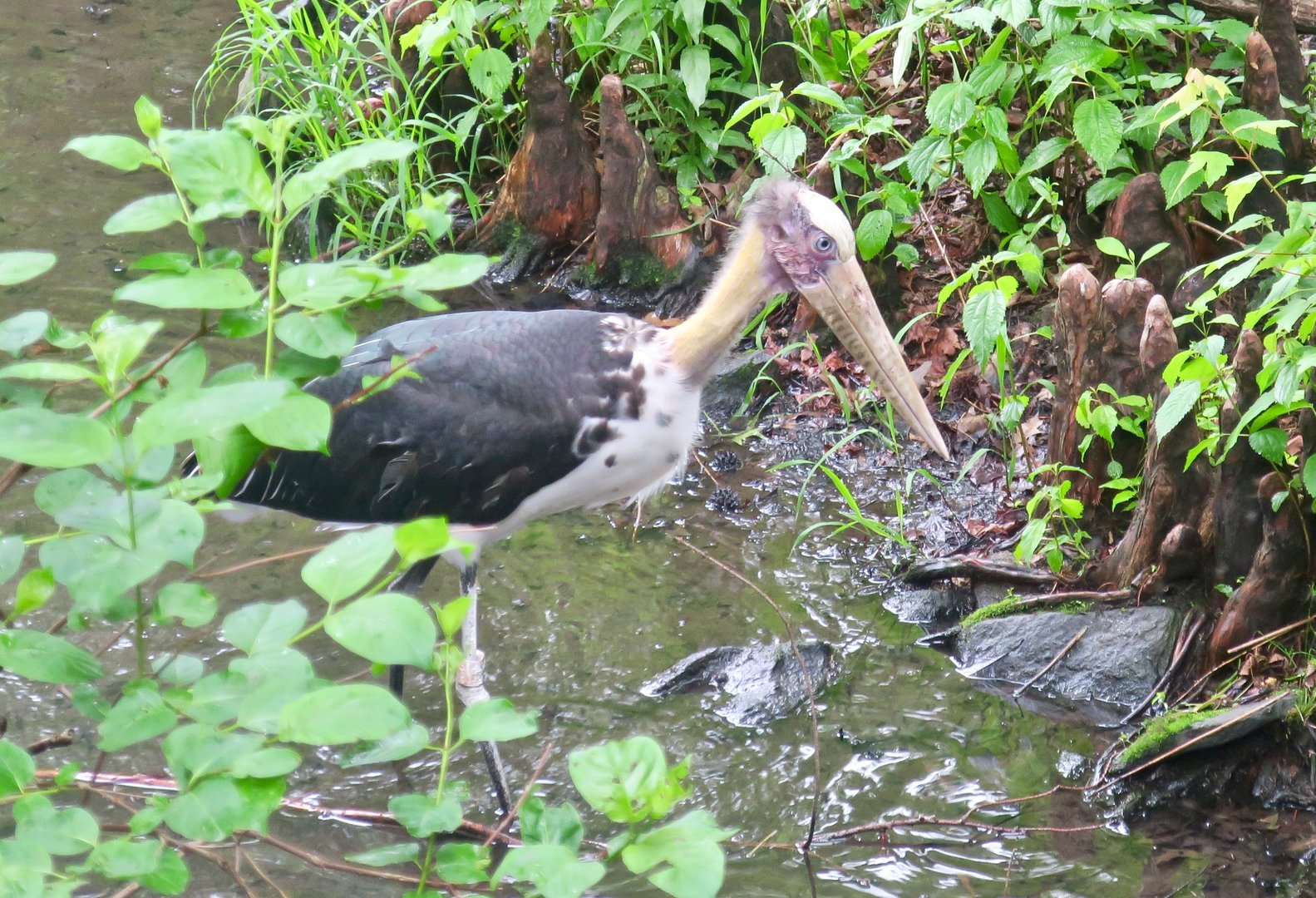 Lesser Adjutant (Leptoptilos javanicus)