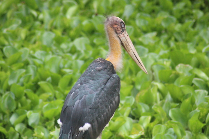 Lesser adjutant (Leptoptilos javanicus)