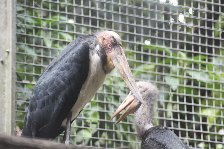 Lesser adjutant (Leptoptilos javanicus)
