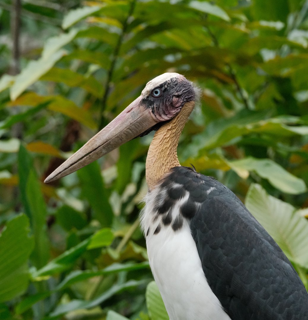 Lesser Adjutant (Leptoptilos javanicus)