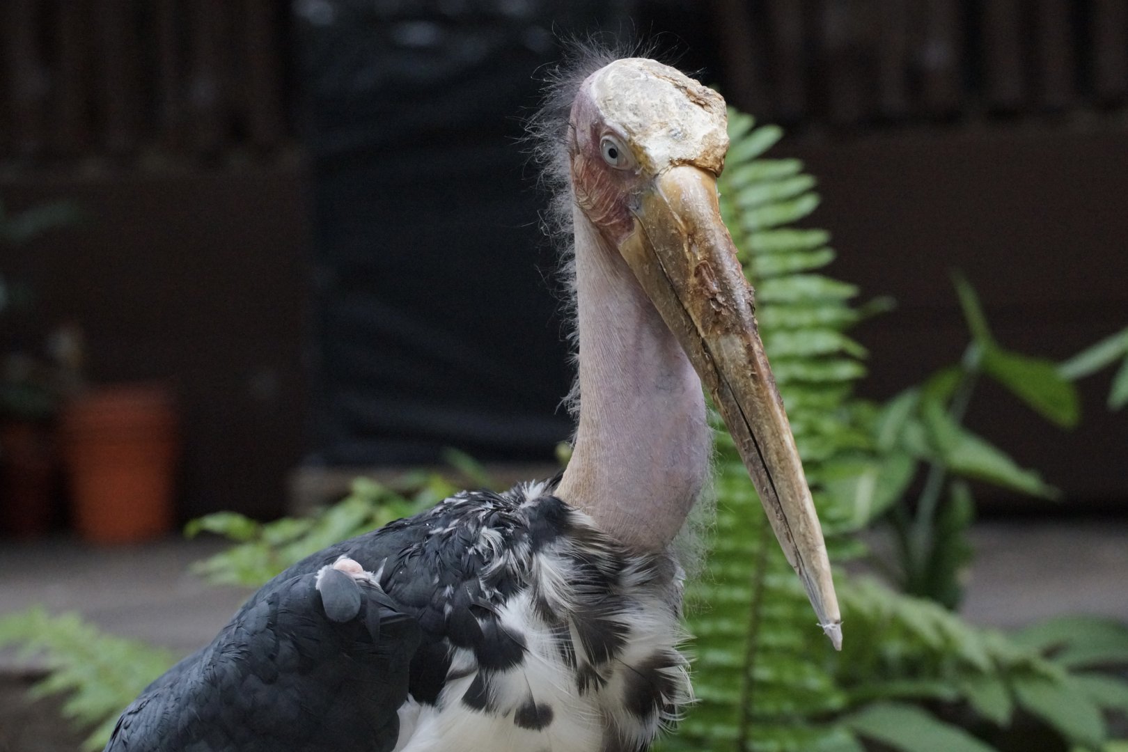 Lesser Adjutant (Leptoptilos javanicus)