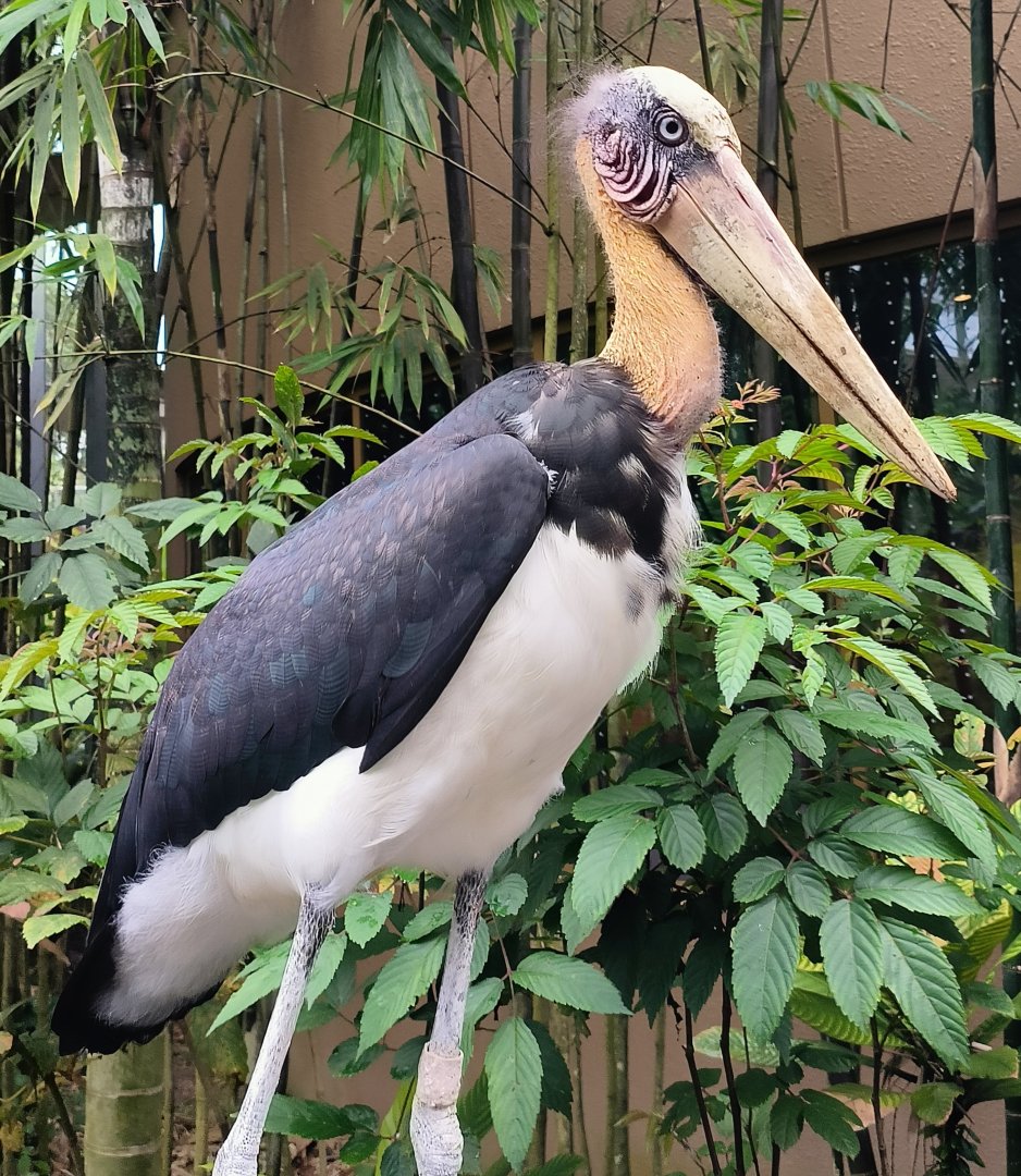 Lesser Adjutant (Leptoptilos javanicus)