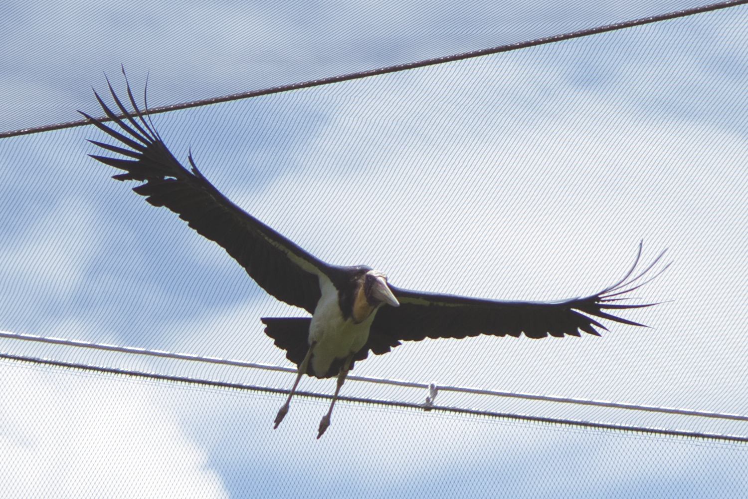 Lesser adjutant (Leptoptilos javanicus)