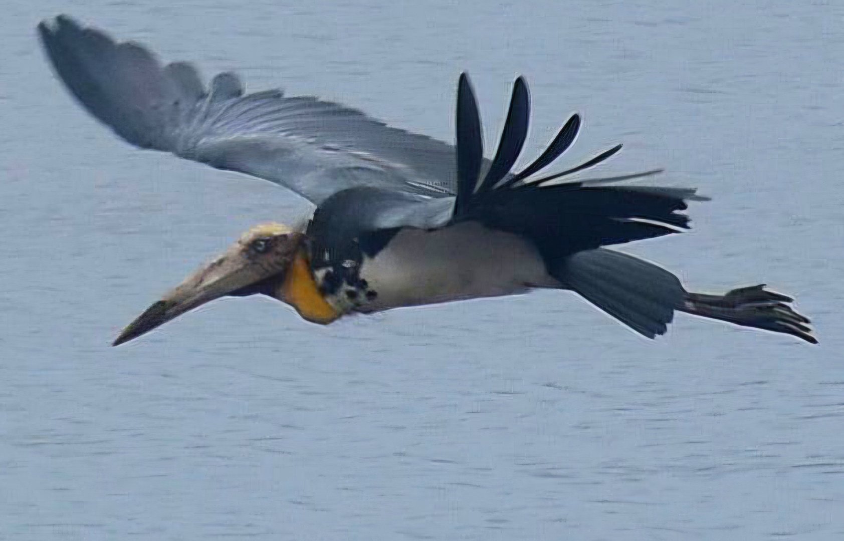Lesser Adjutant (Leptoptilos javanicus)