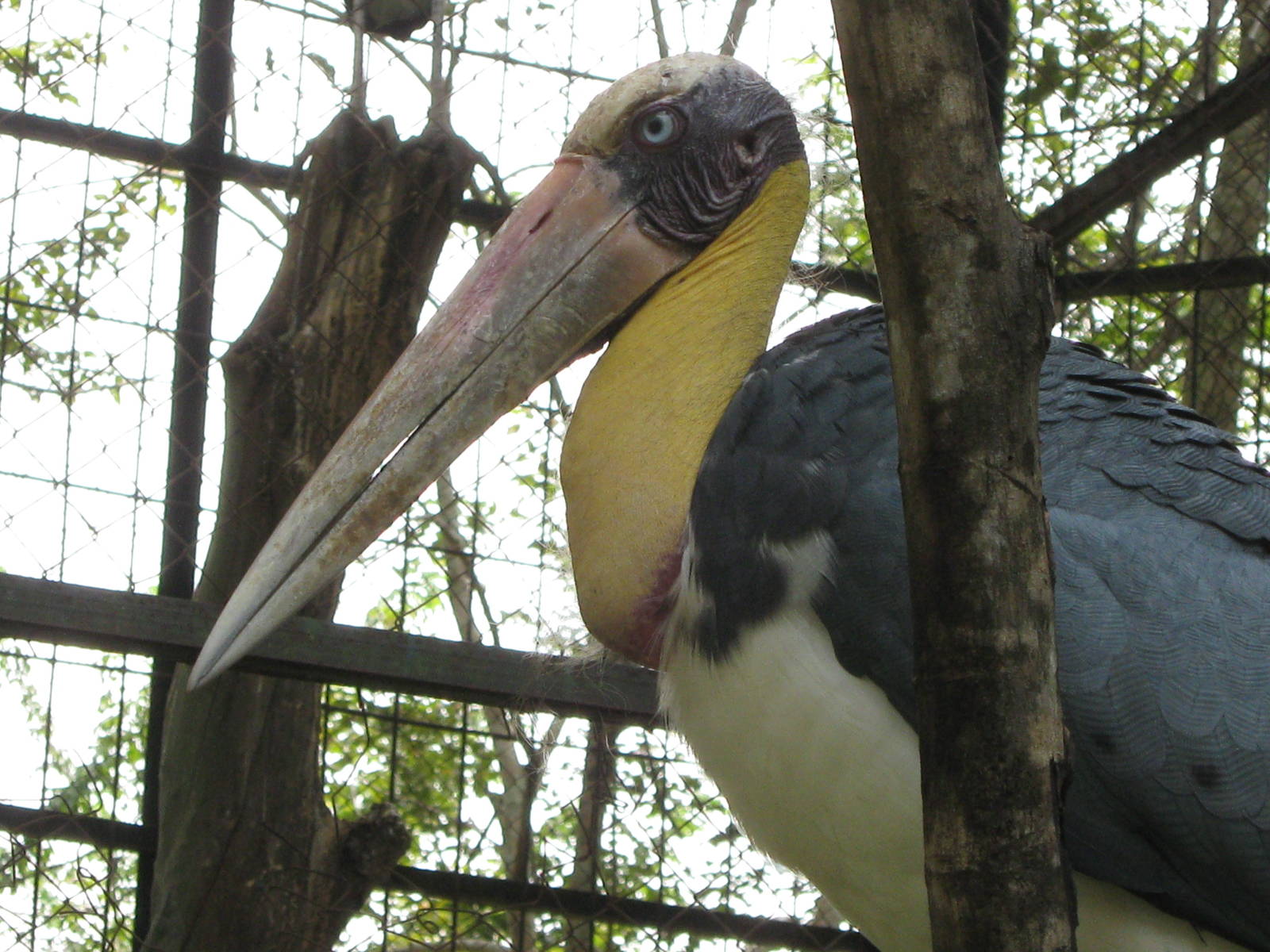 lesser adjutant (Leptoptilos javanicus)