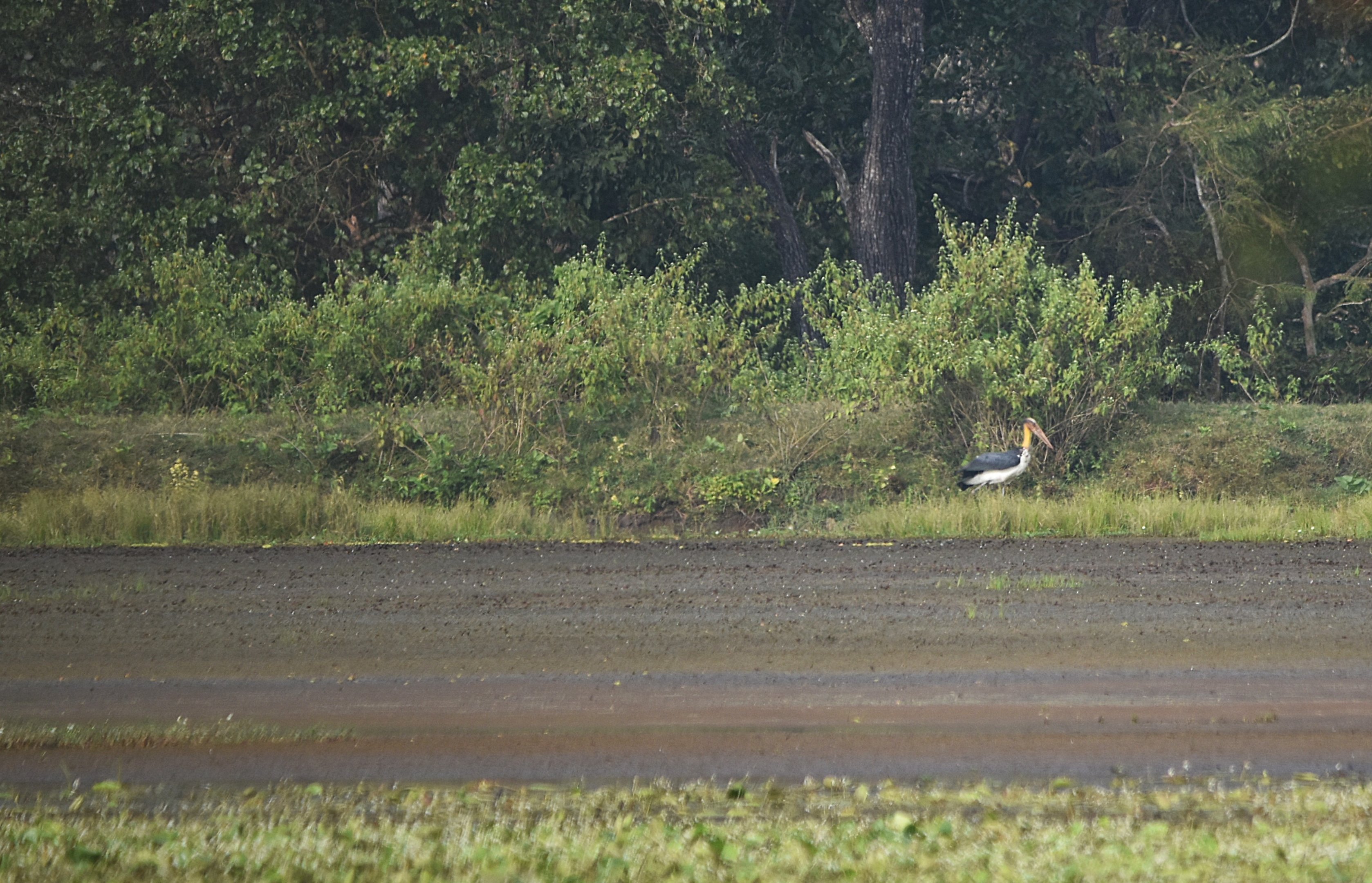 Lesser Adjutant, Nagarahole Tiger Reserve, 23rd November 2024