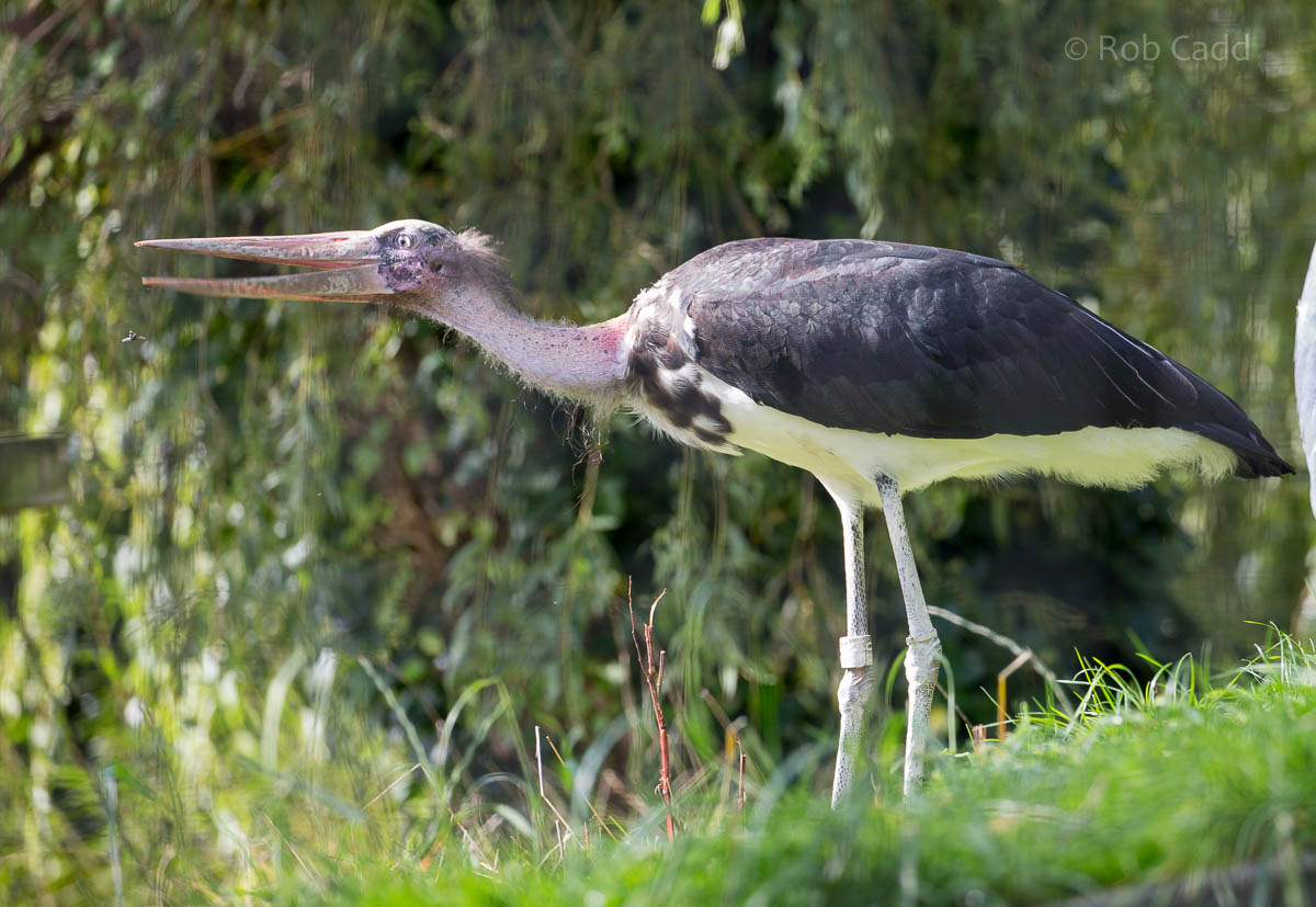 Lesser adjutant : Paignton : 23 Sep 2015