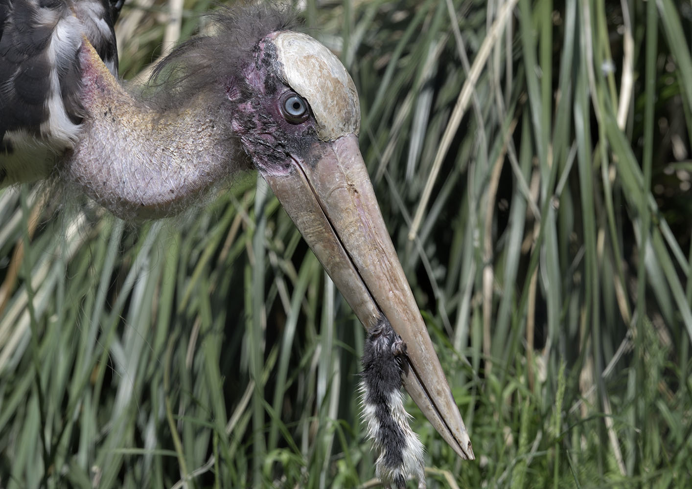 Lesser adjutant plus lunch