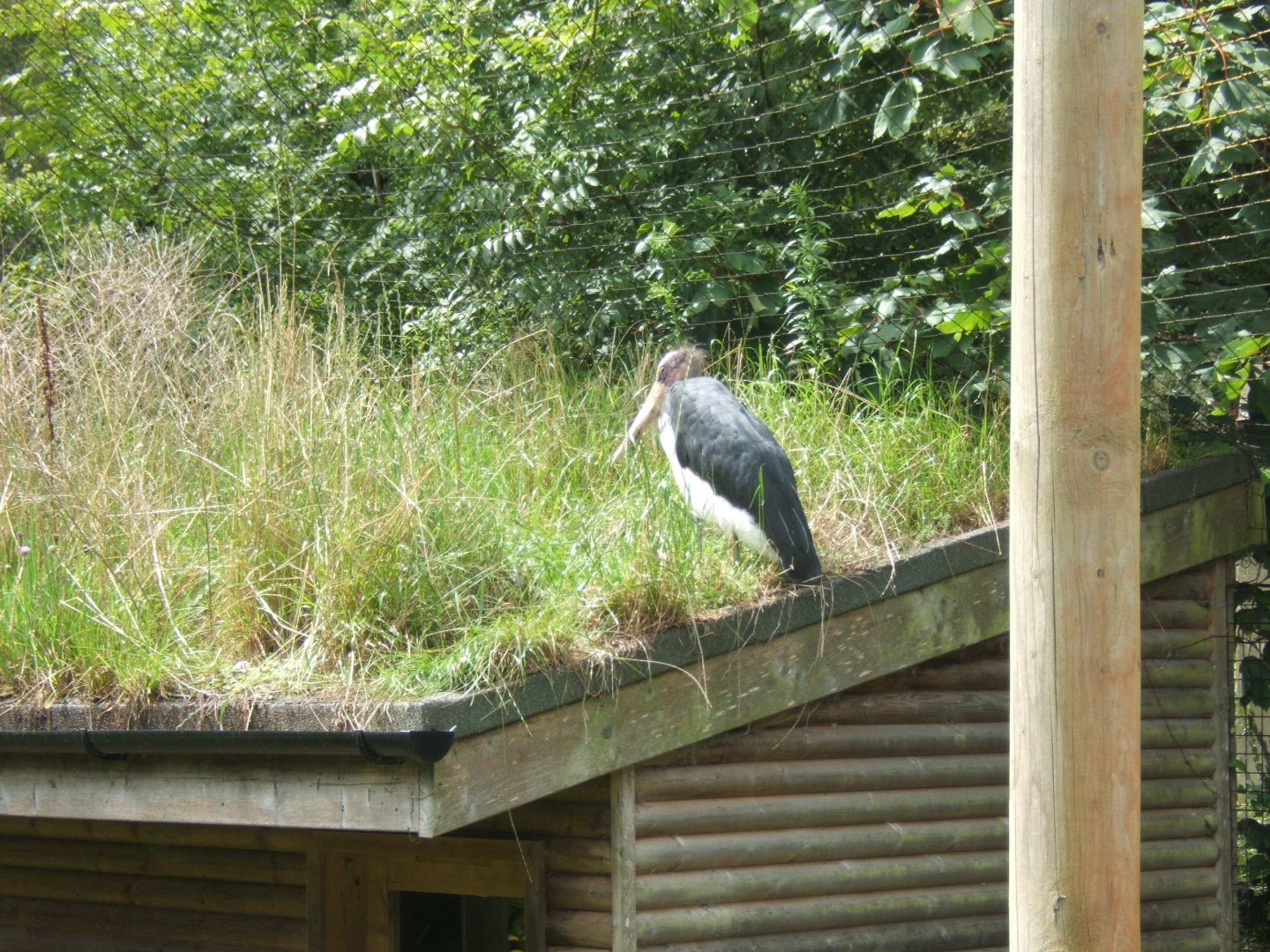 Lesser Adjutant Stork 30/07/2017
