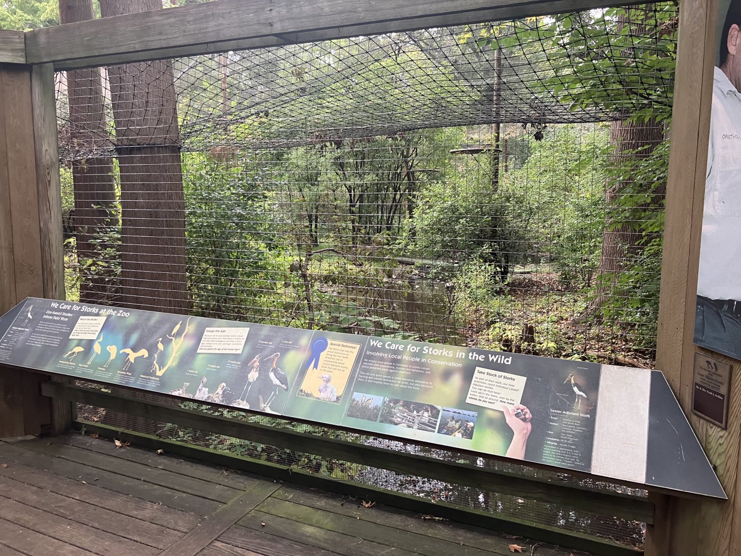 Lesser Adjutant Stork Aviary