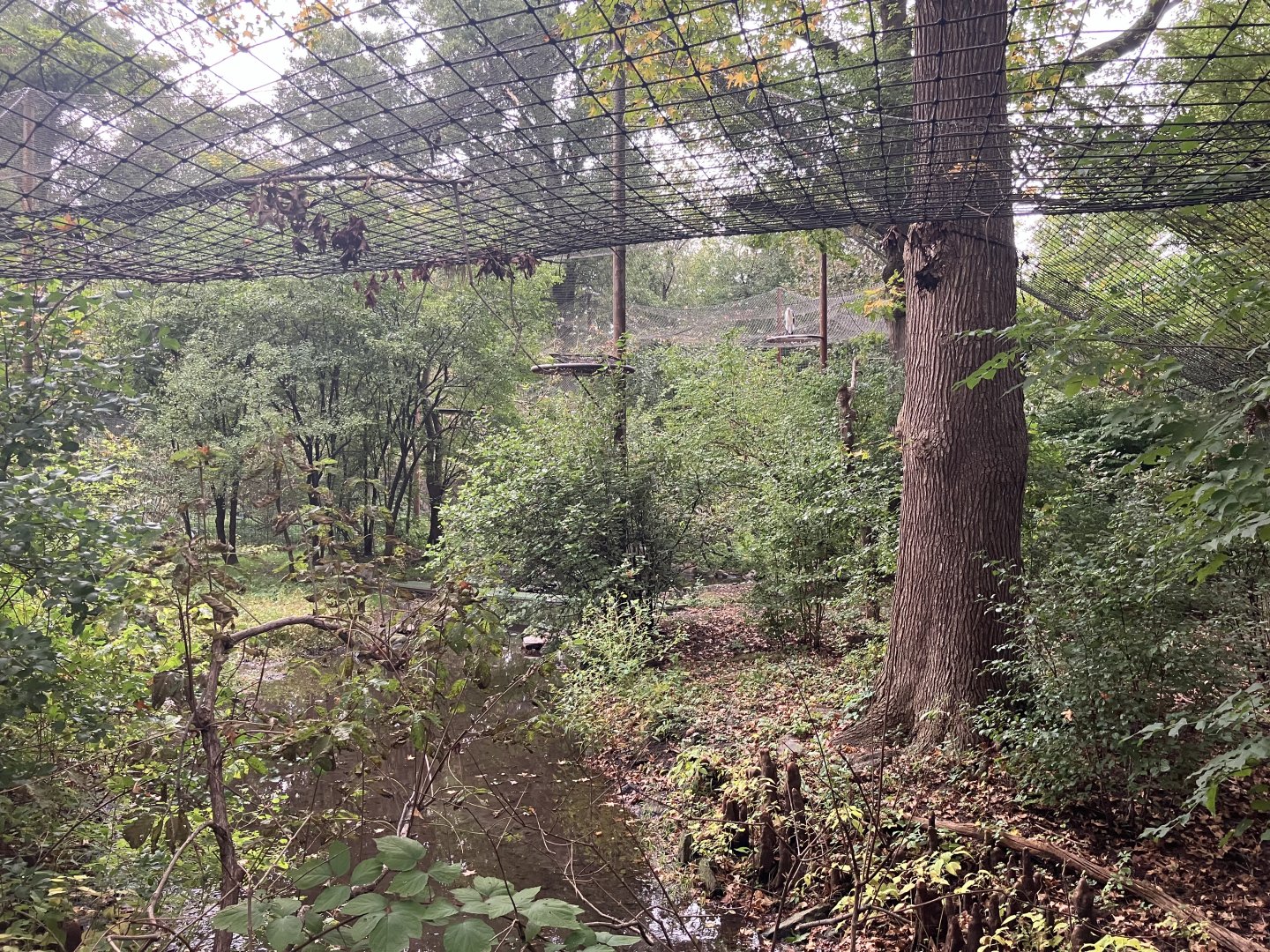 Lesser Adjutant Stork Aviary