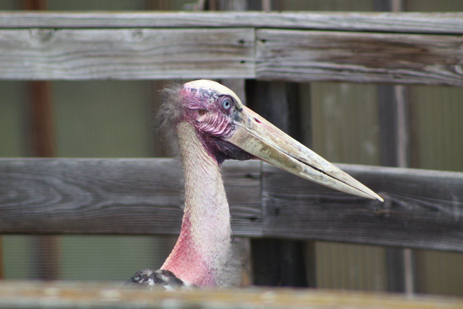 Lesser Adjutant Stork Close-Up